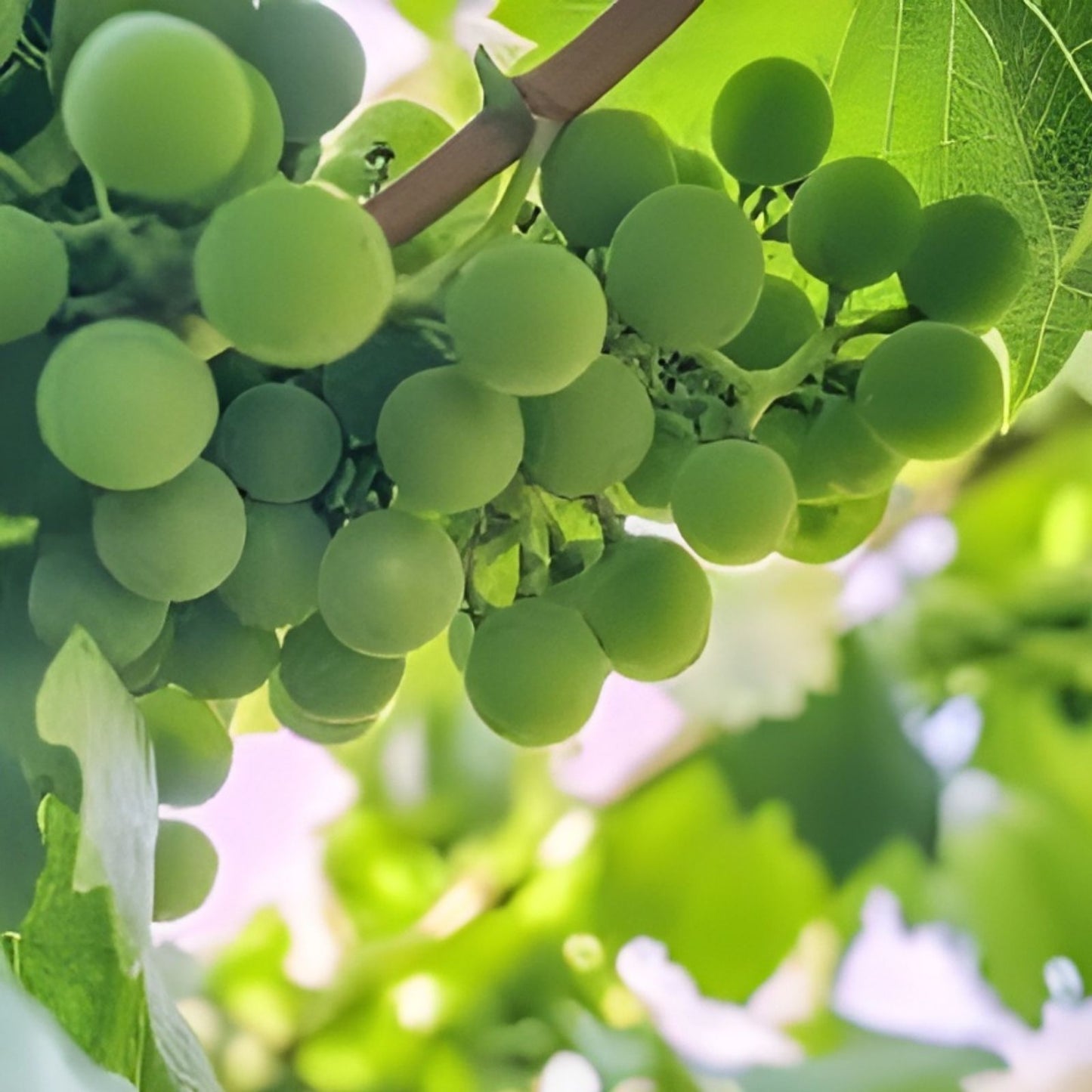 Crimson Thompson Vine Bare Root Plant Seedless Table Grape Vitis vinifera