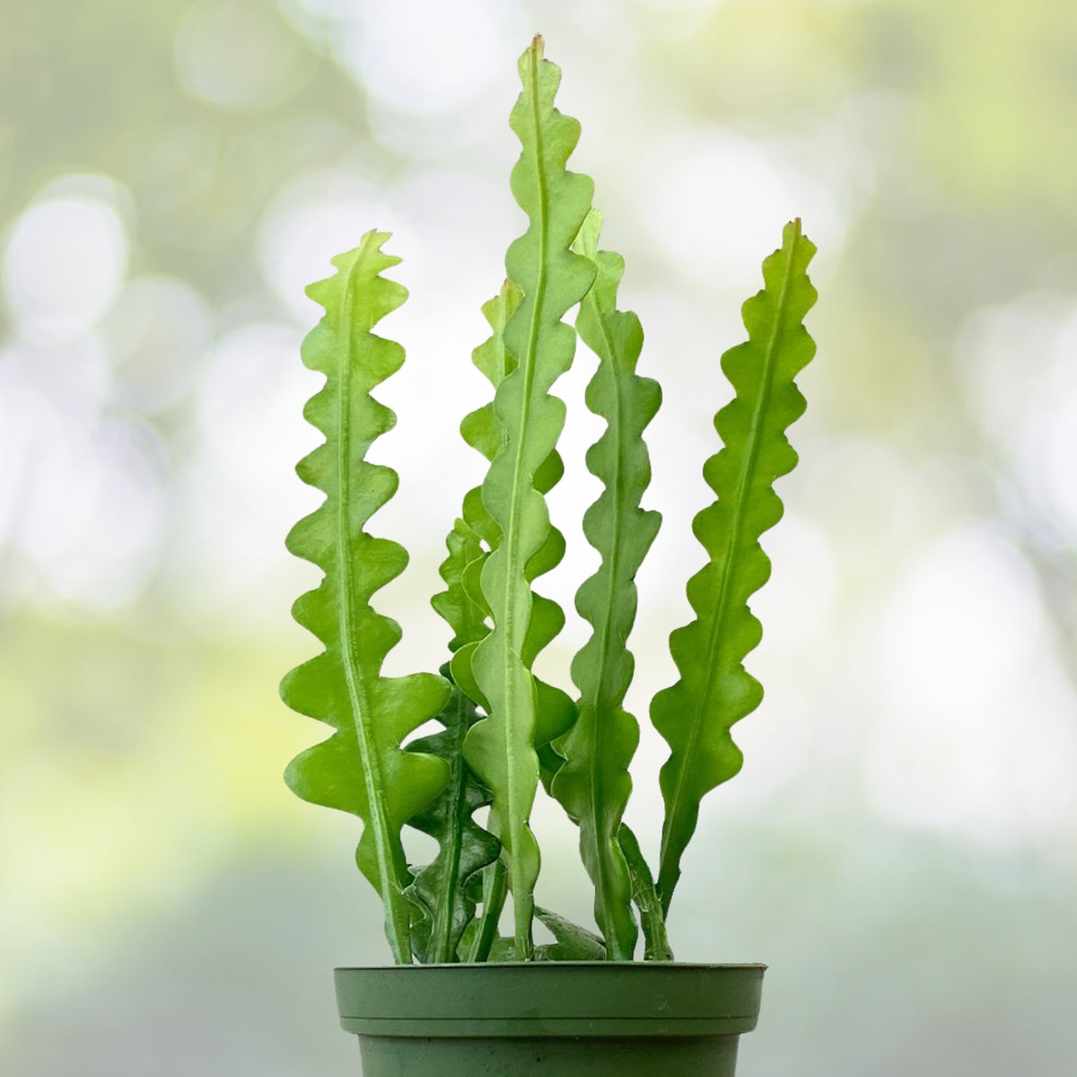 Zic Zac Cactus 2" Pot - Unique Zigzag Plant, Ric-Rac Cactus, Epiphyllum, Low Maintenance Indoor Succulent