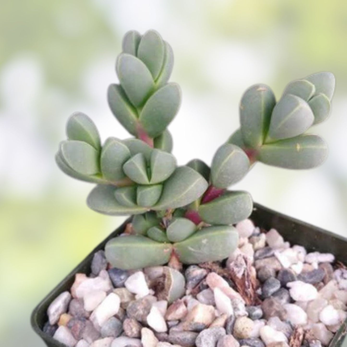 Ice Plant Succulent 4-6 inch Live Rooted Corpuscularia lehmannii Green Foliage - Drought Tolerant Indoor Plant