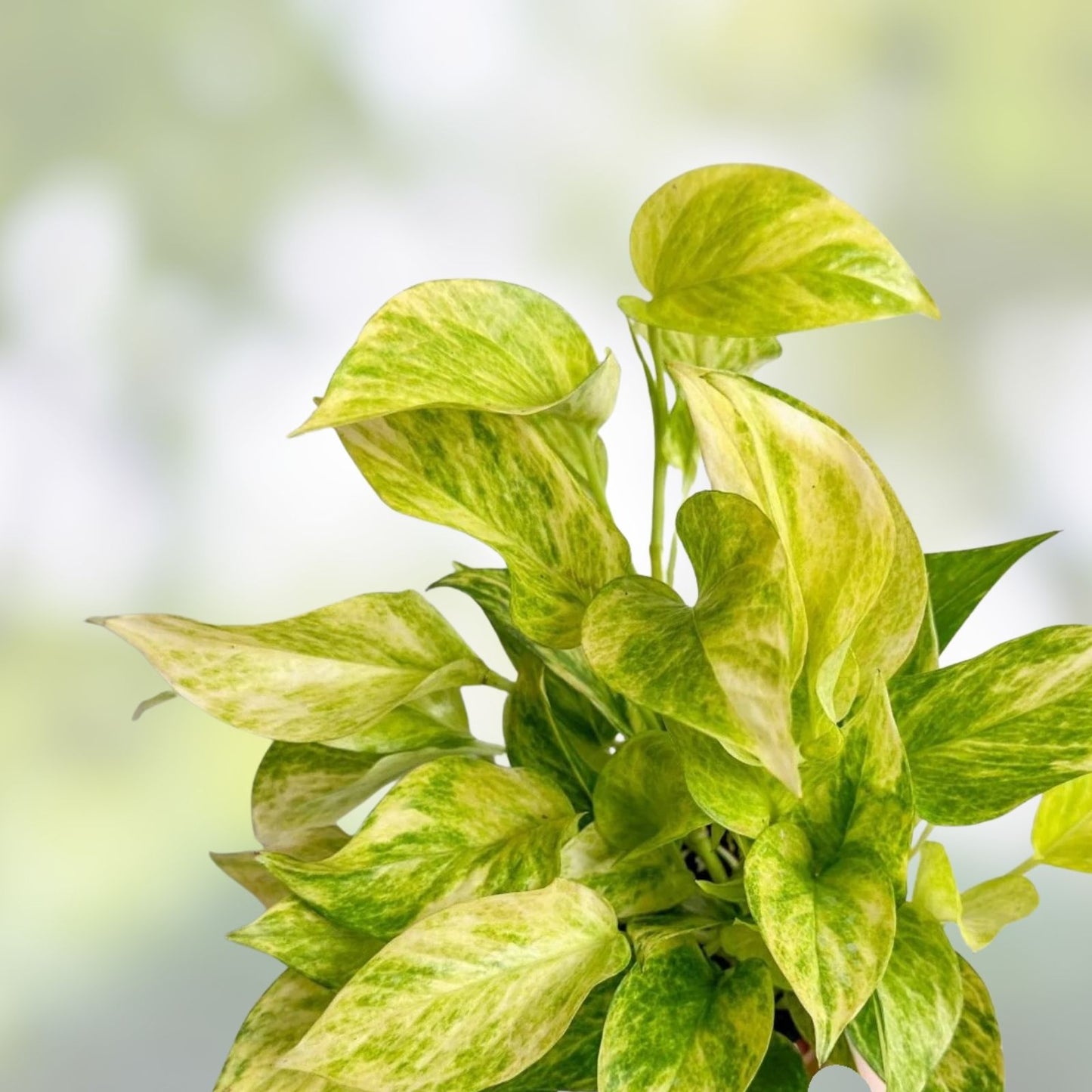 Neon Pothos Cuttings 5 Pack – Epipremnum aureum Bright Green Variegated Houseplant Starter Plants