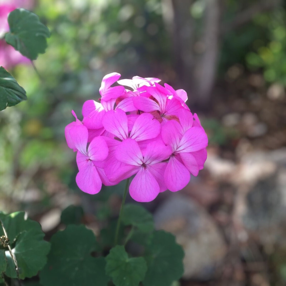 Geranium Cuttings - 6 Inch Purple & Dark Purple Center - Pelargonium spp. - Fresh Plant Cuttings for Gardening