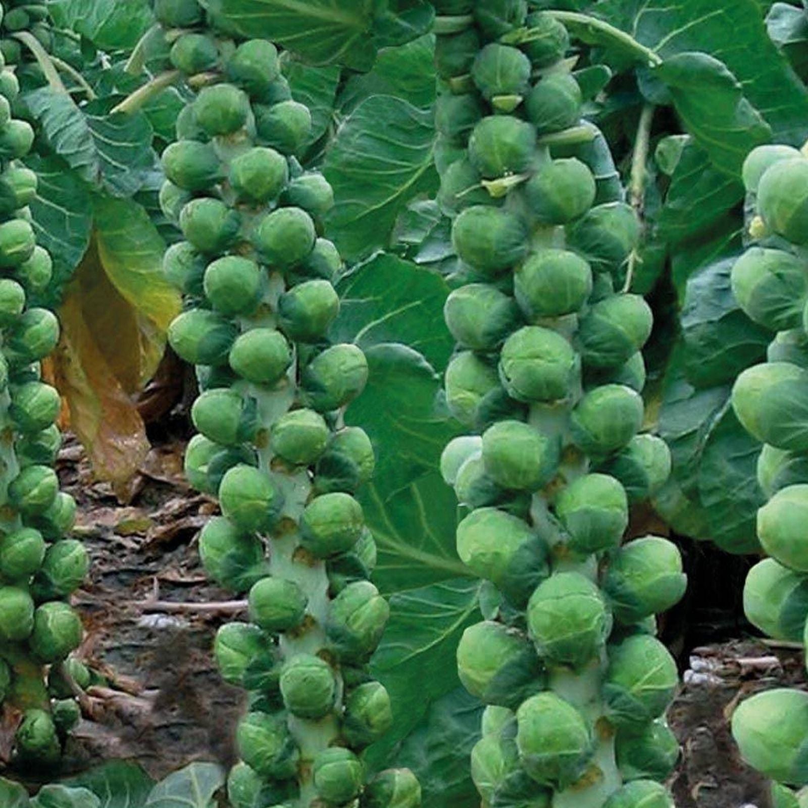 Brussel Sprouts Seeds 25+ Heirloom Churchill Non-GMO Early Variety Brassica oleracea