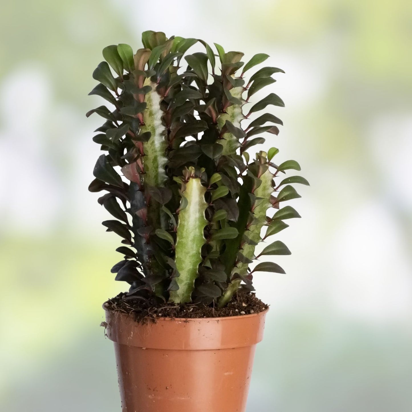 African Milk Tree Cuttings - Euphorbia trigona - Easy Care Succulent for Indoor Gardening & Home Decor