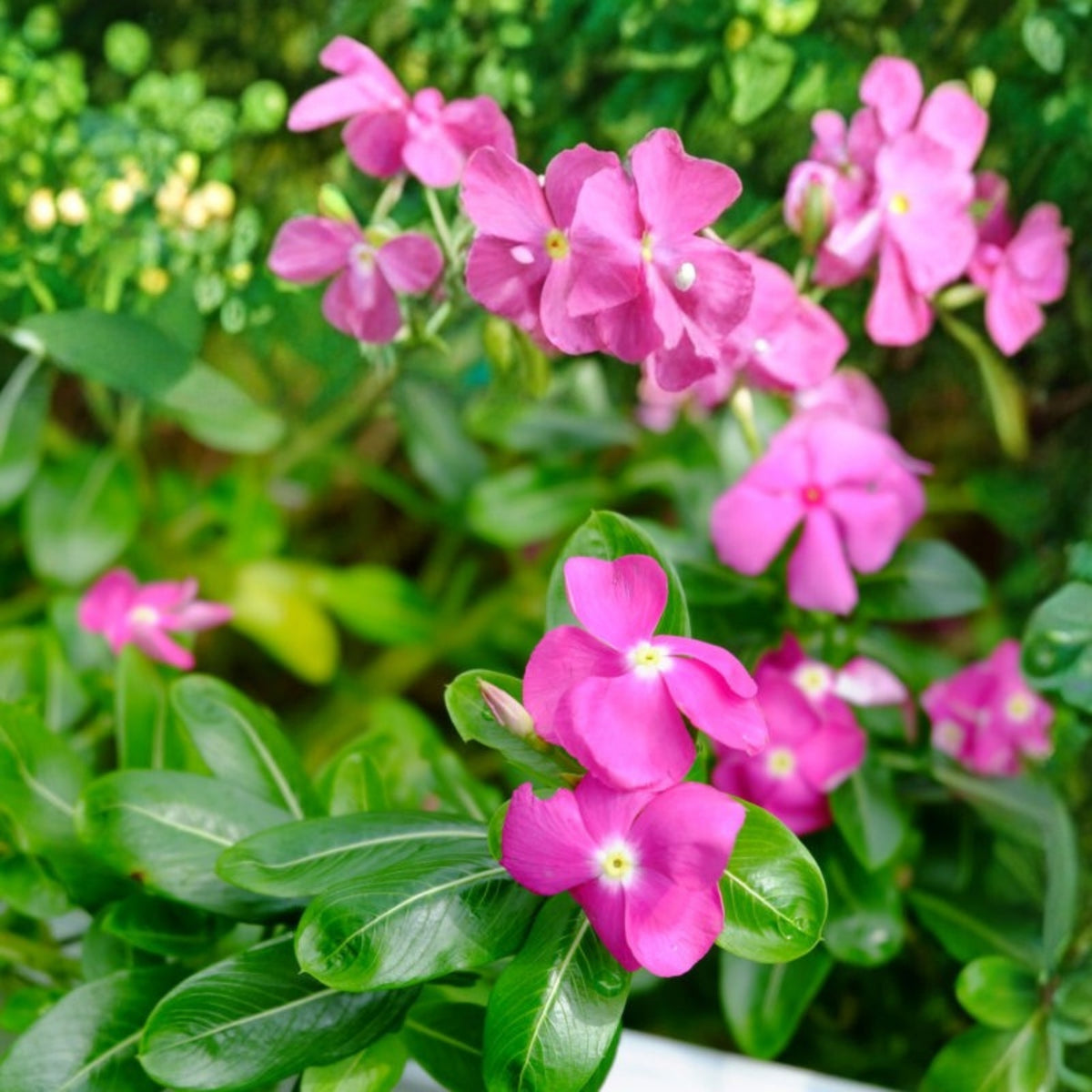 5" Potted Pink Vinca Plant - Madagascar Periwinkle - Catharanthus roseus - Bright Pink Flowers for Garden & Indoor Decor
