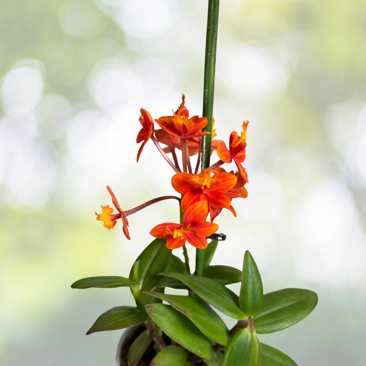Epidendrum Orchid Plant - Fire Star Red - Easy Care Scarlet Blooms for Indoor/Outdoor Garden Decor - Epidendrum Radicans