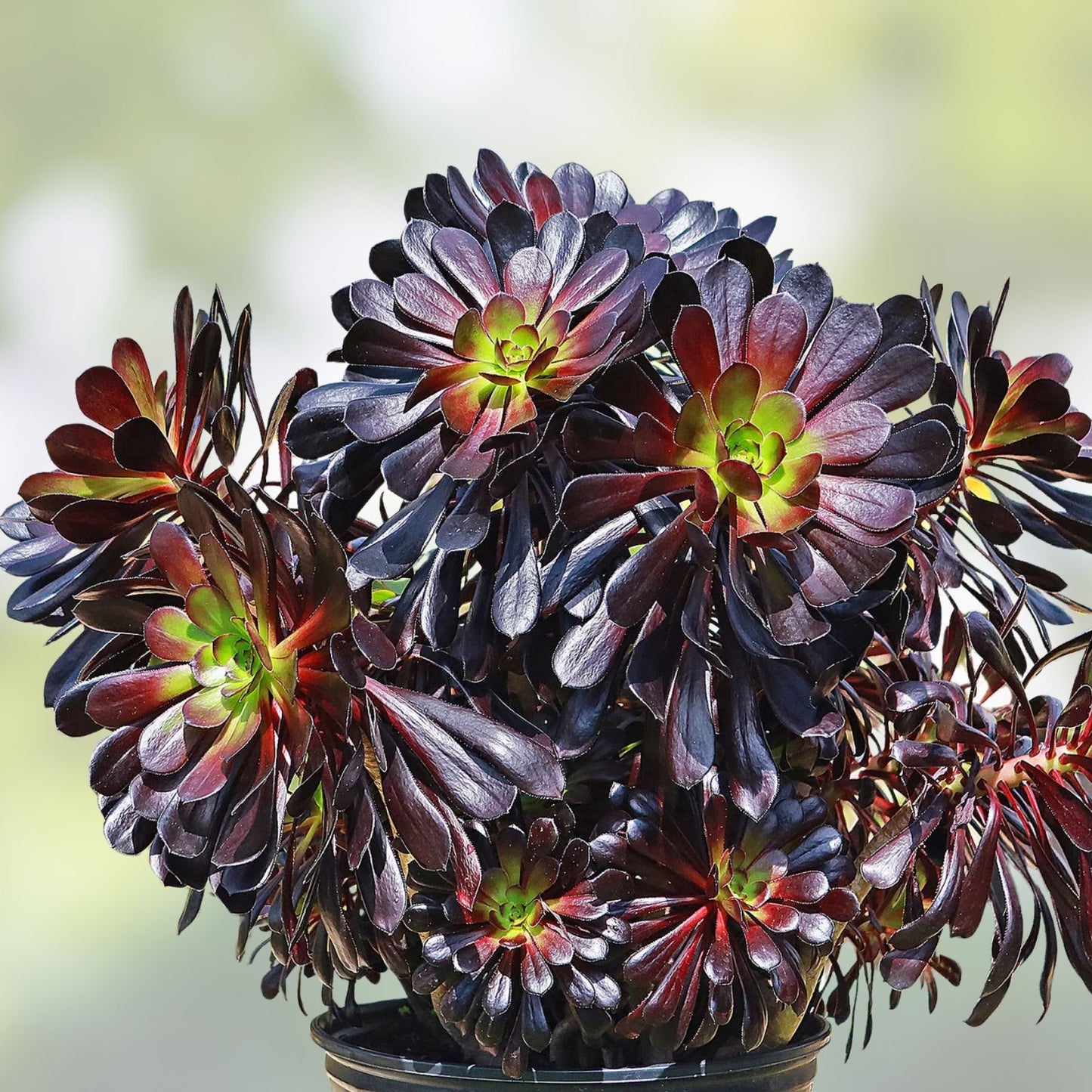 Aeonium Succulent Cuttings - Black Rose Deep Purple - 2 Pack - Indoor Gardening - Easy Care Houseplants - Aeonium arboreum