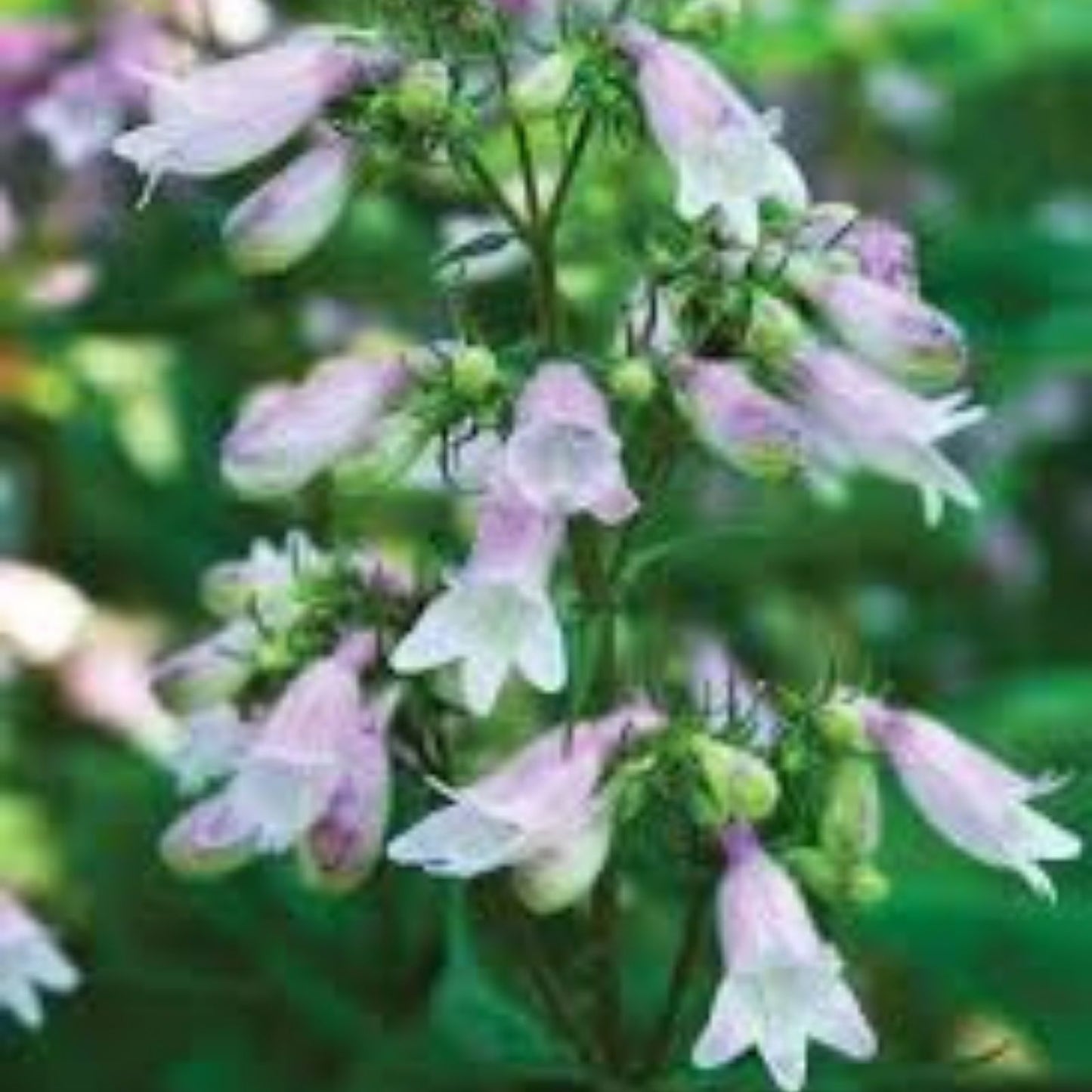 Calico Beardtongue Seeds 50 Count - Penstemon calycosus Native Wildflower for Garden Planting