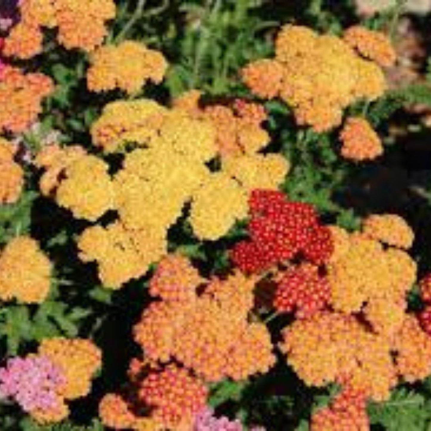 Yarrow Seeds for Planting, 50 Bright Color Achillea millefolium Flower Seeds for Garden, Perennial Flower Seeds