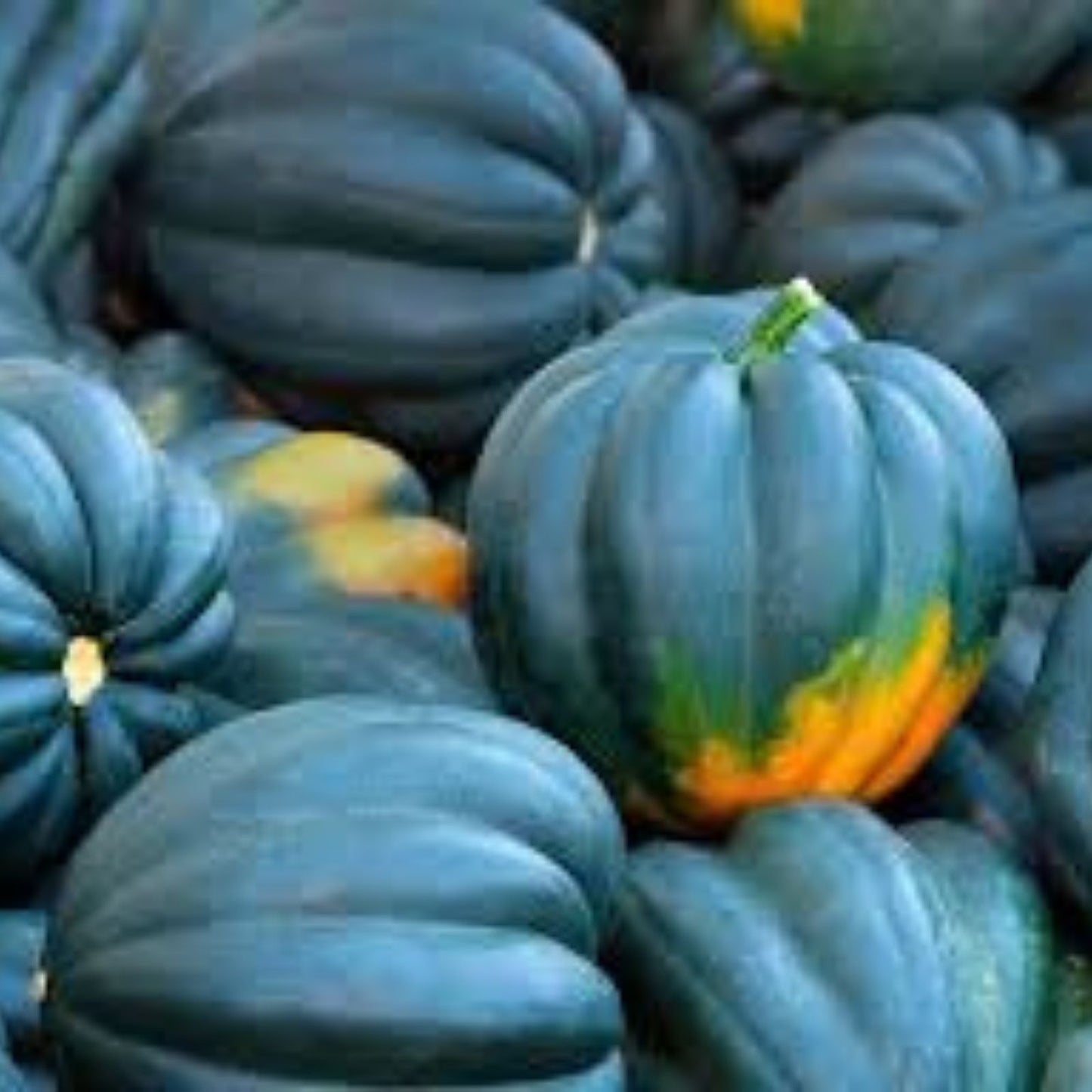Acorn Squash Seeds 50 Pack King Table Variety Cucurbita pepo Edible Vegetable Gardening Seed