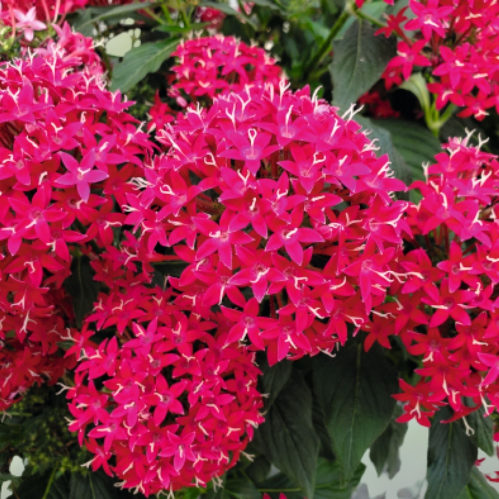 Pentas Seeds 100-Count New Look Red Pentas lanceolata Flower Garden Seeds for Pollinators