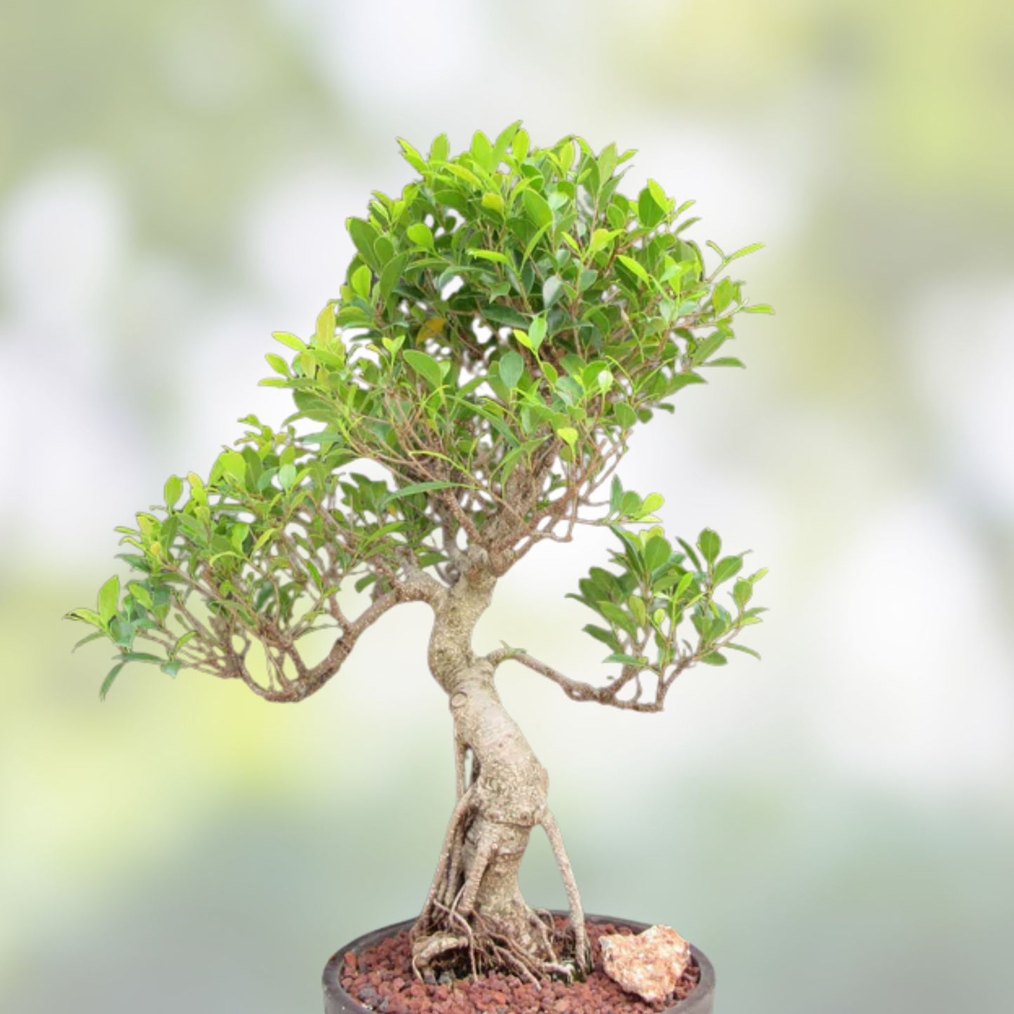 Bonsai Tree Cuttings - Donald Trunk Ficus retusa - Iconic Arching Thick Trunk - Indoor Plant Propagation