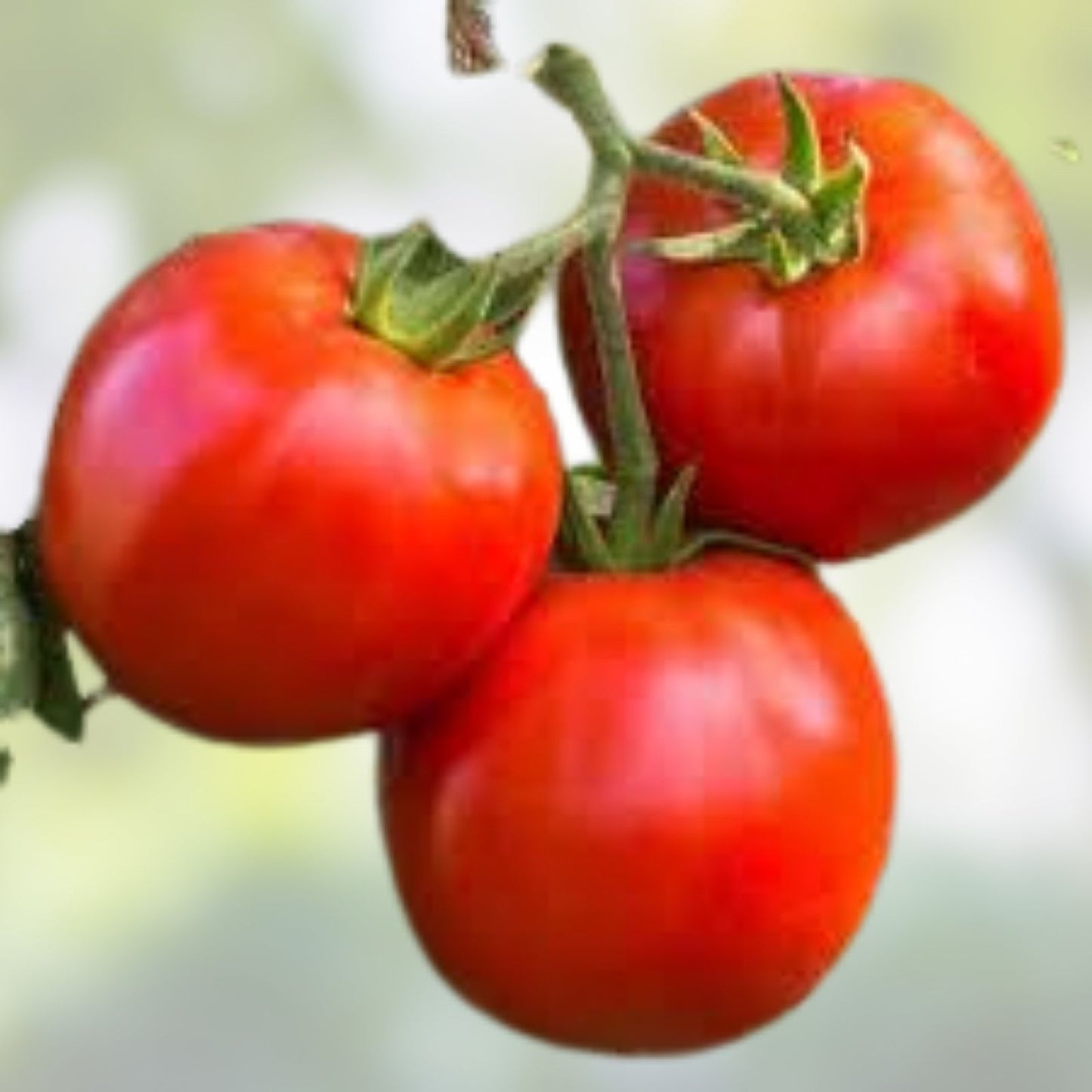 Heirloom Tomato Seeds - Red Ponderosa Organic Non-GMO 25+ Seeds for Garden Planting
