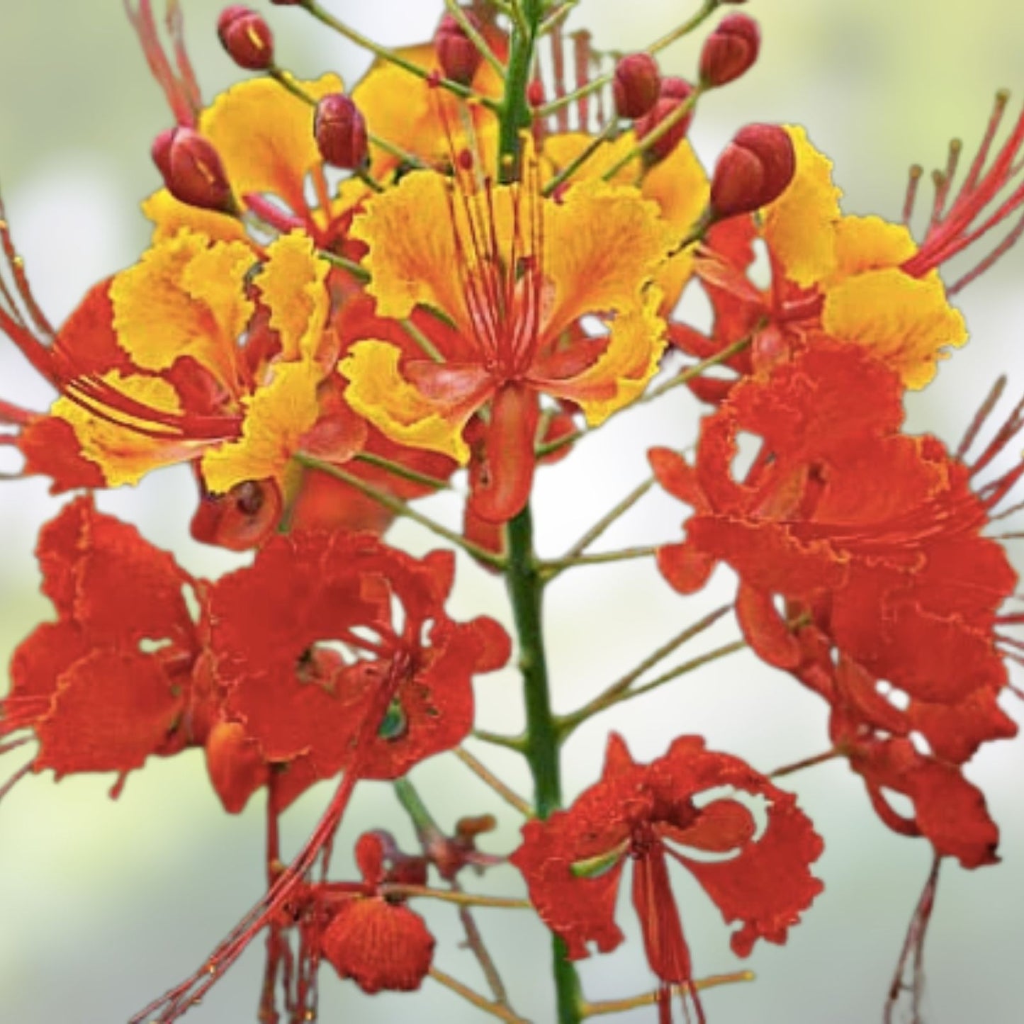 Red Bird of Paradise Flower Seeds – 15 Seeds, Tropical Garden Seeds, Bright Red Blooms, Caesalpinia pulcherrima