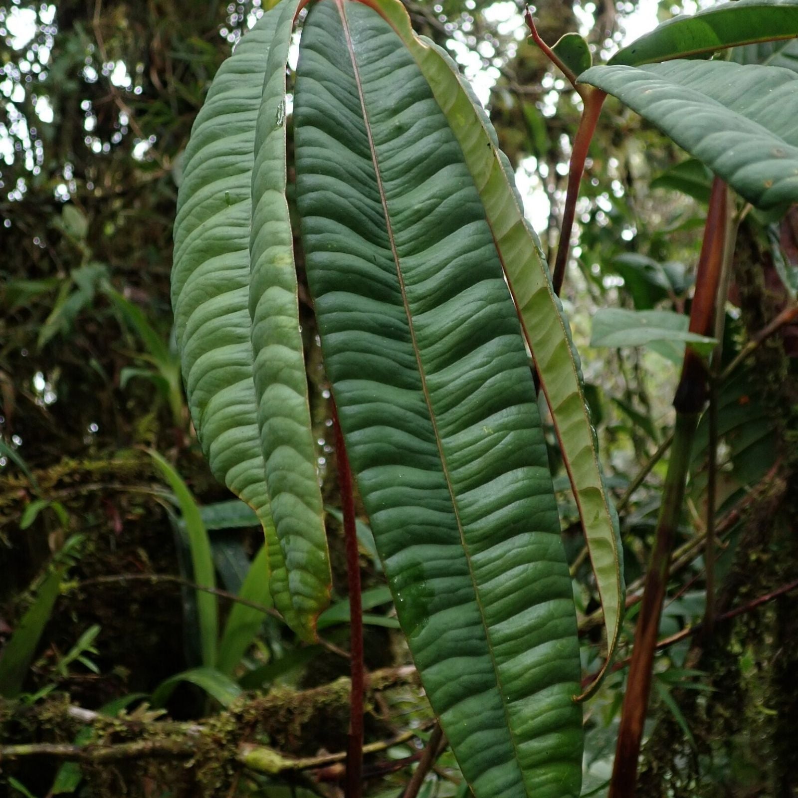 Anthurium Cutucuense Stem Cutting - Rooted Aroid Plant - Ecuador Tropical Houseplant - Unique Variegated Foliage