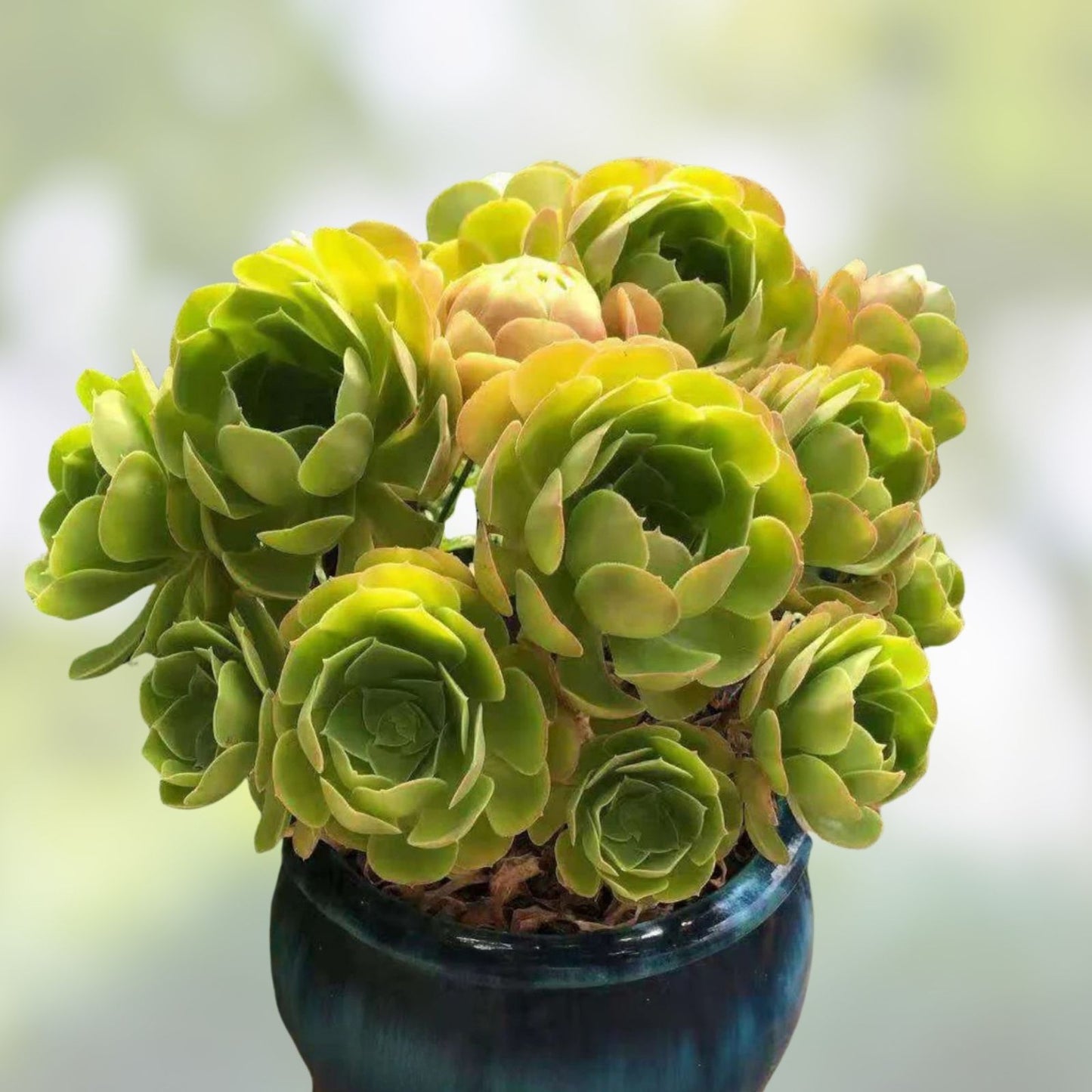 Aeonium Canariense Succulent Plant Cutting 5-6" Green Large, Live Succulent, Drought Tolerant, Indoor Outdoor Plant