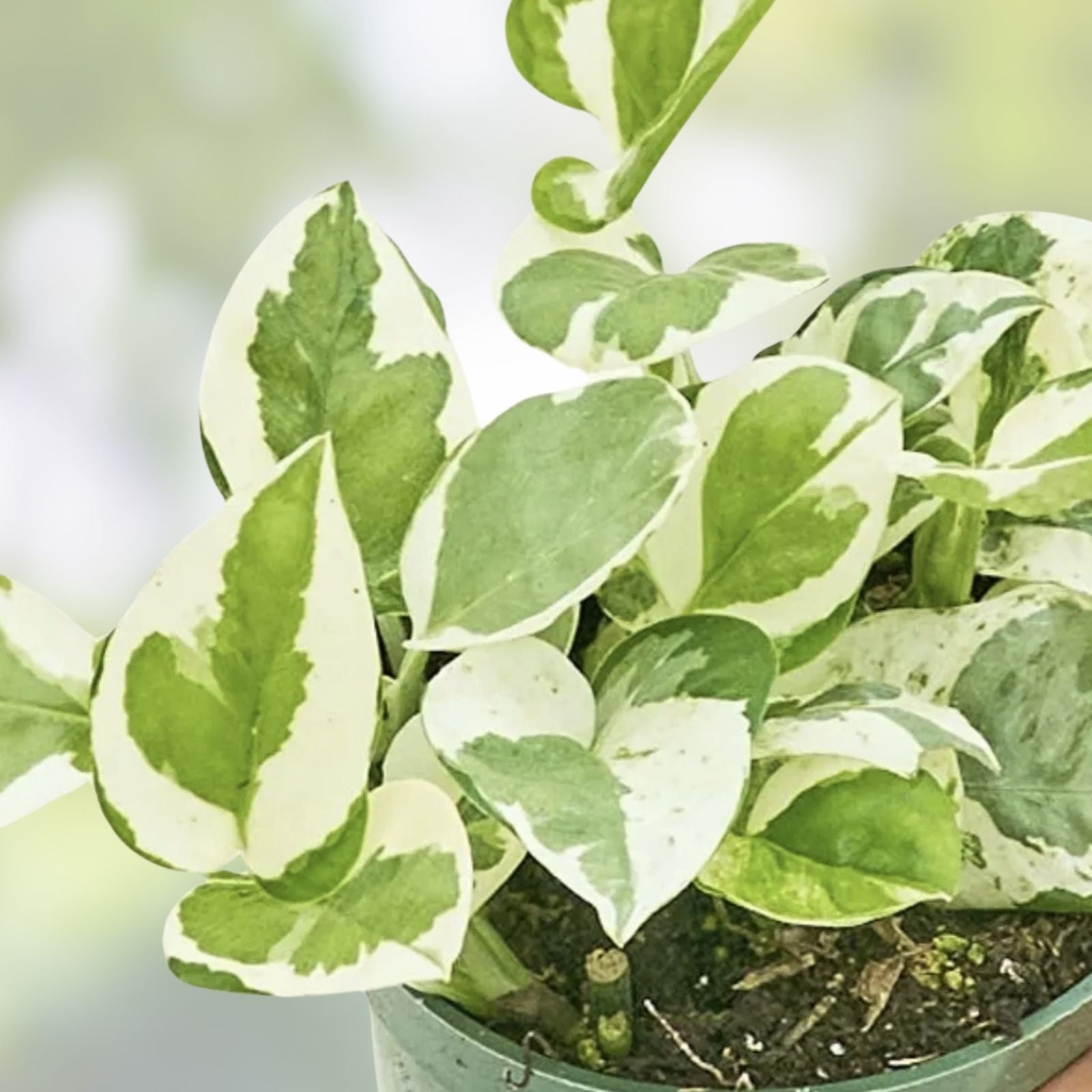 Golden Pothos Cuttings - Variegated Giant Leaf Epipremnum aureum - Houseplant Propagation Material
