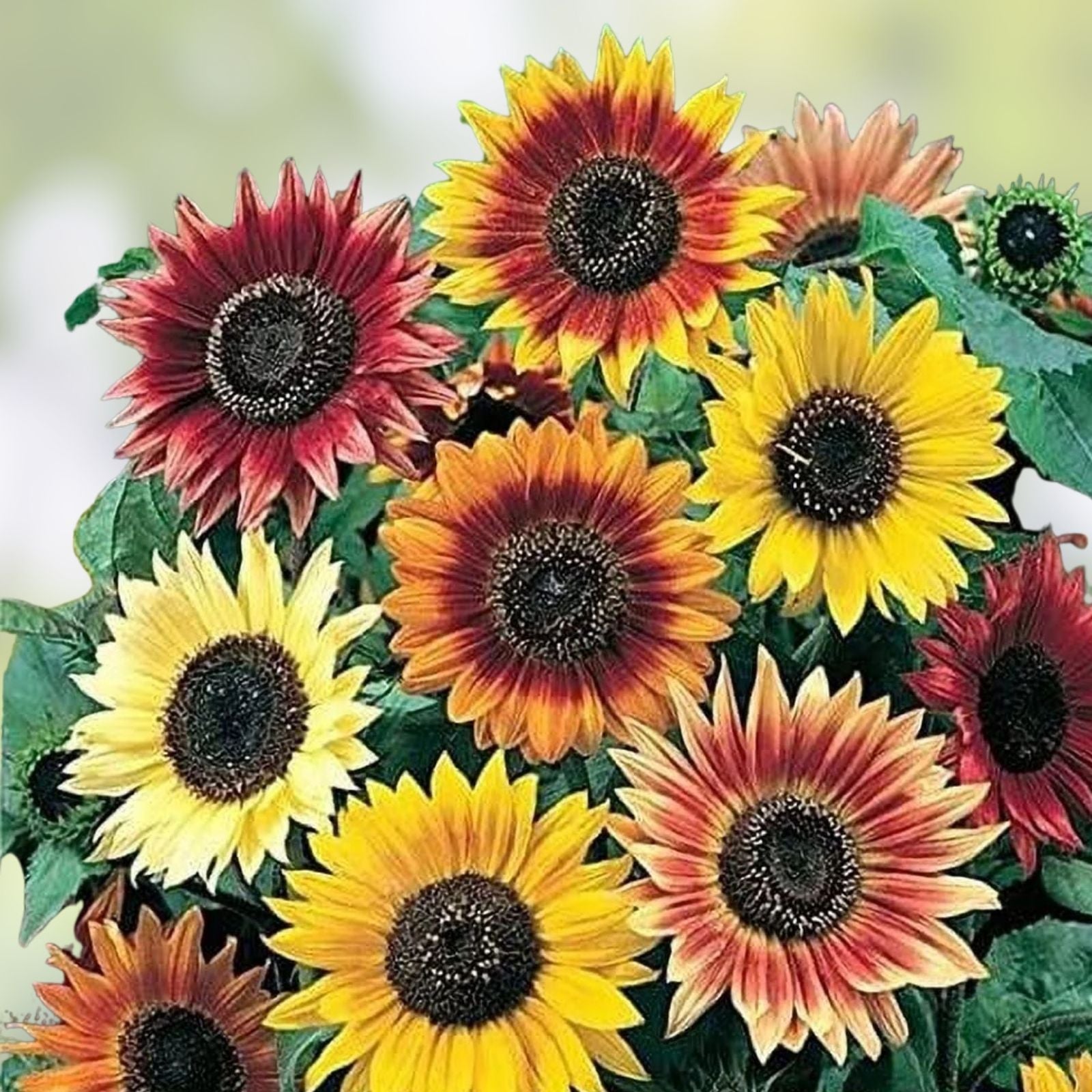 Sunflower Seeds for Planting 50+ Count Evening Sunset Blend Orange Yellow Varieties Helianthus annuus