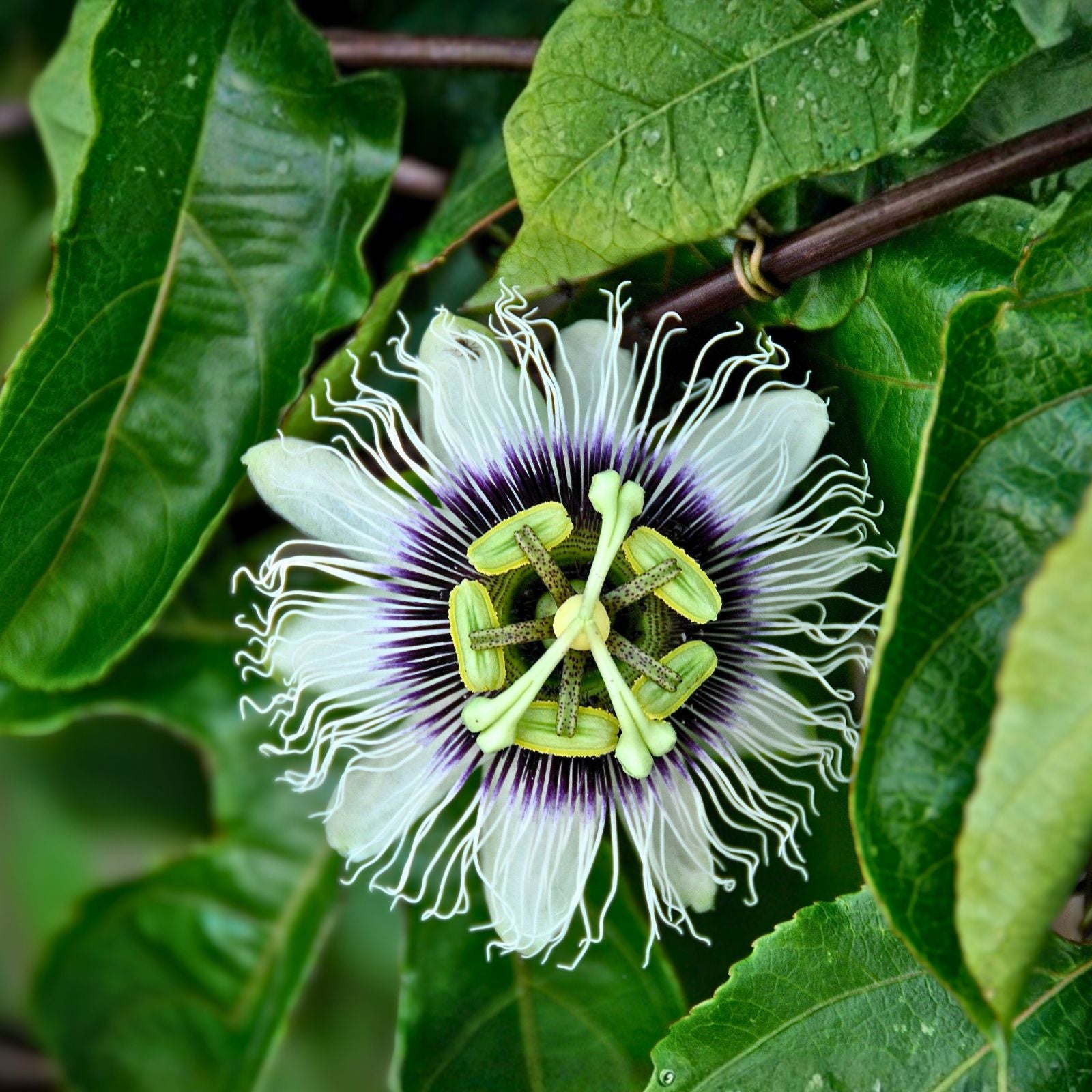 Giant Granadilla Sweet Passion Fruit Vine - 1 Gallon - Edible Fruit Plant (Passiflora quadrangularis) - 2-3 ft Tall