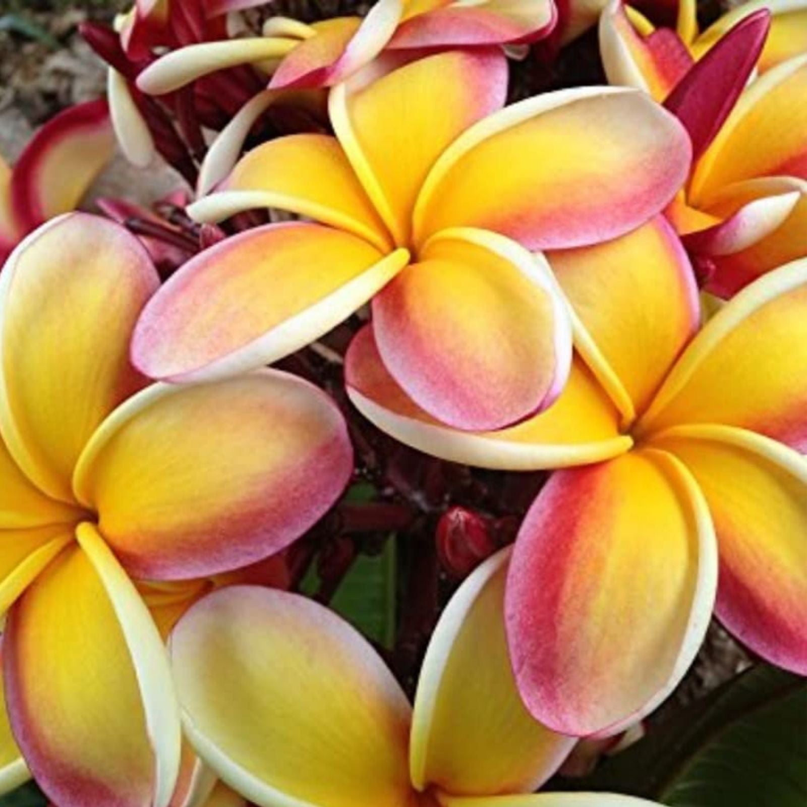 Lei Rainbow Plumeria Cutting 8-11" – Fragrant Flowering Plant, Tropical Garden, Plumeria spp.