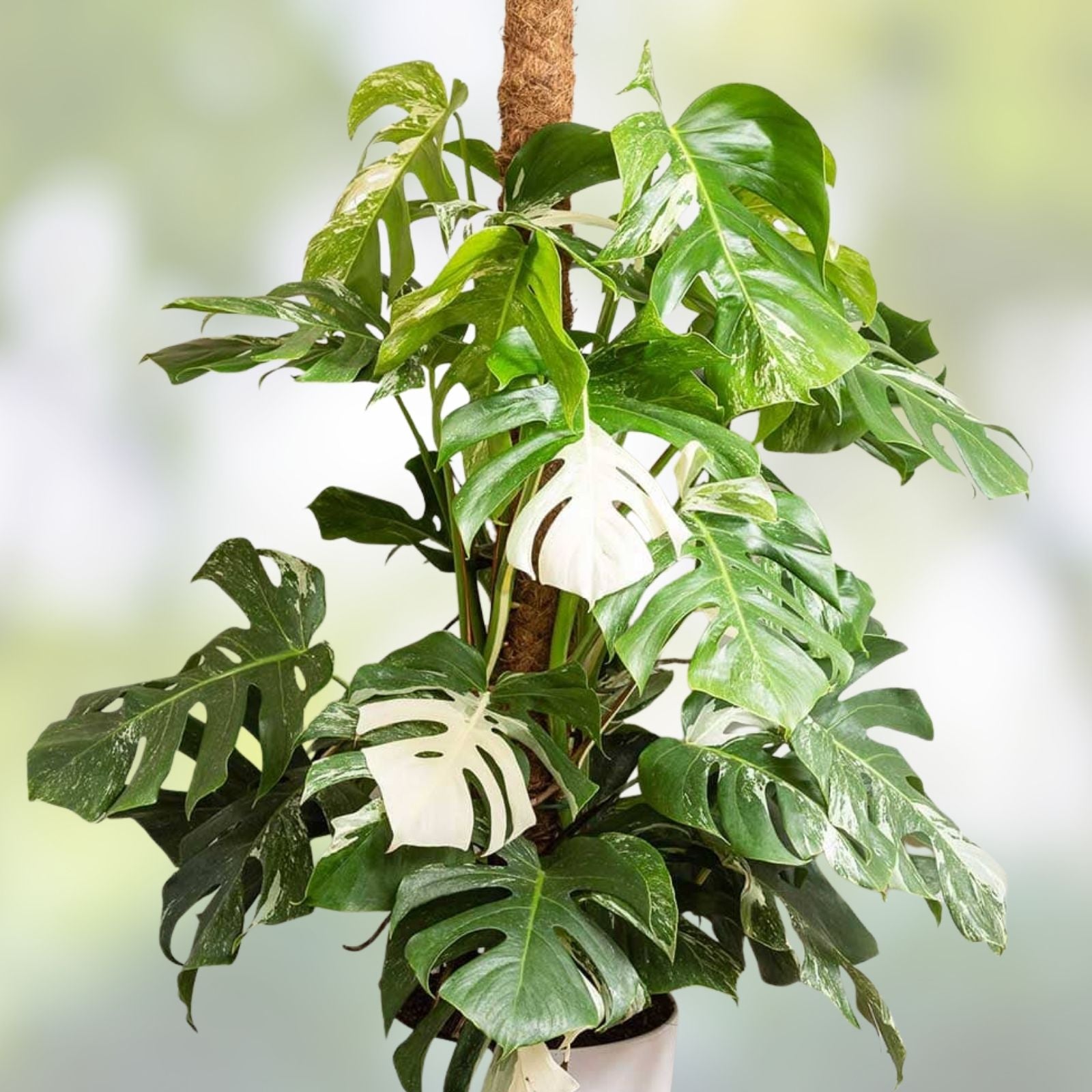 Monstera Albo Variegated Plant - Rooted Cutting - Rare Houseplant - Monstera Deliciosa Variegata