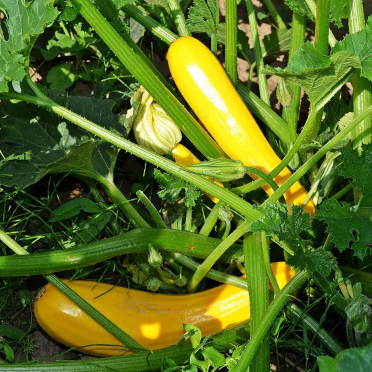 Early Prolific Straight Neck Squash Seeds – 500 Heirloom Cucurbita pepo Vegetable Seeds
