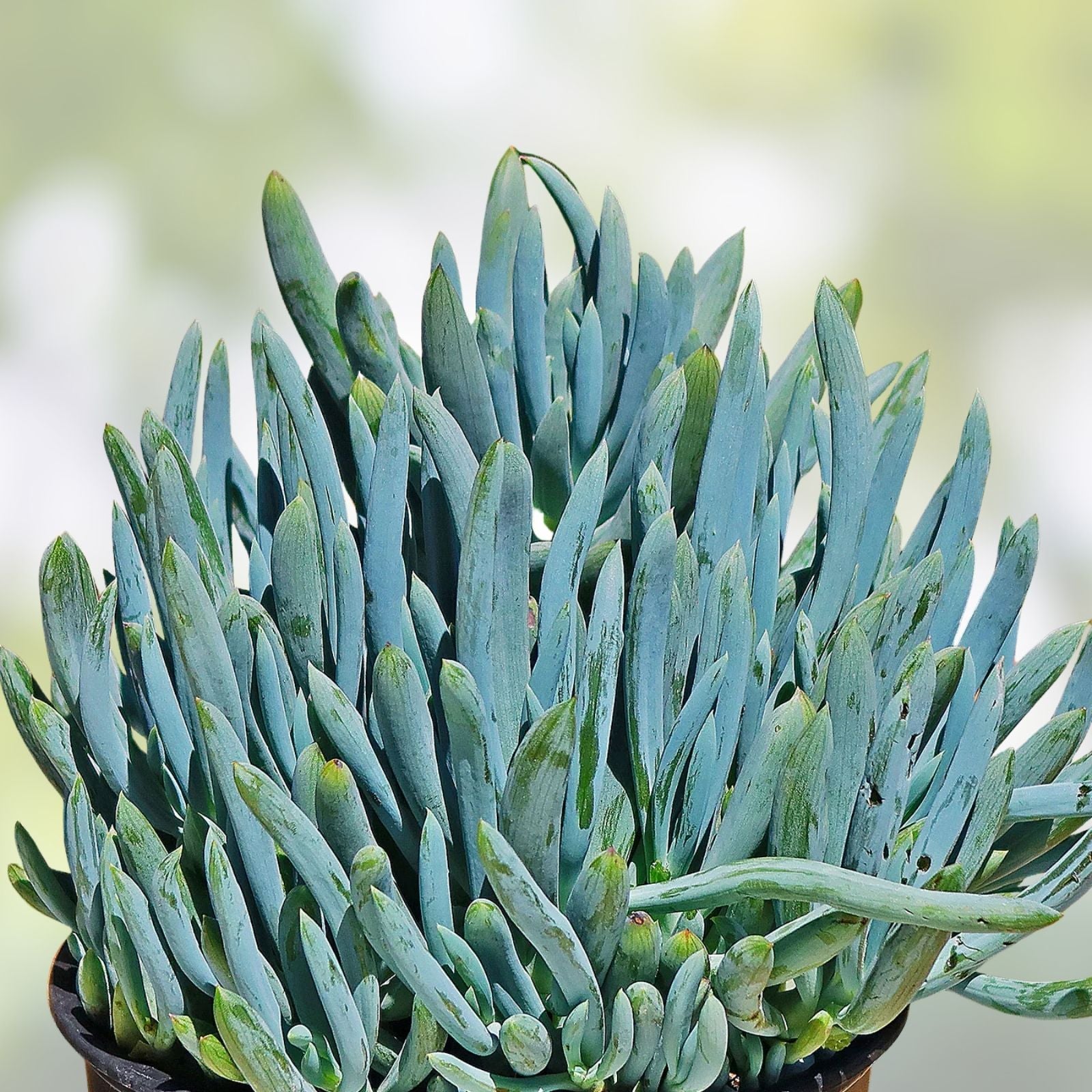 Blue Chalk Sticks Succulent Cutting - Live Drought Tolerant Indoor Outdoor Plant - Senecio serpens