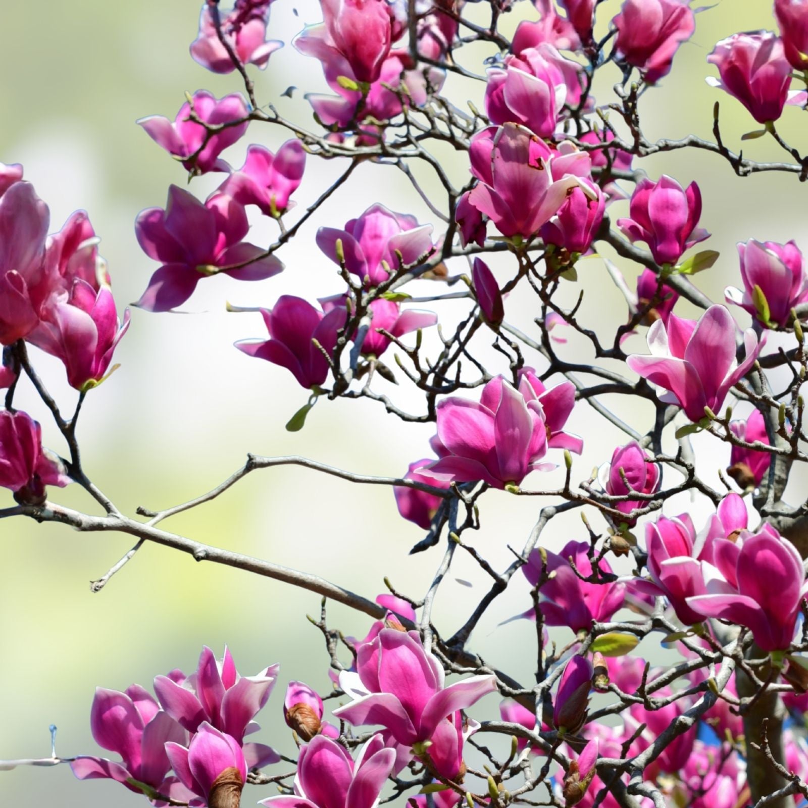 Magnolia Lily Seeds 10 Pack Pink Flowering Tree Magnolia liliflora Garden Plant Seeds