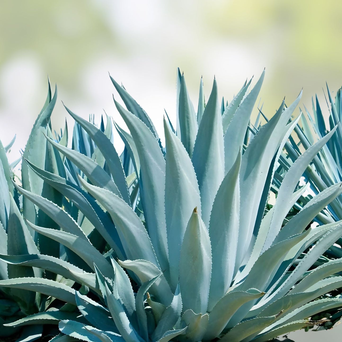 Agave Seed Mix 50 Seeds, Varied Species for Gardens, Planting, USDA Hardiness, Ships from Iowa, USA