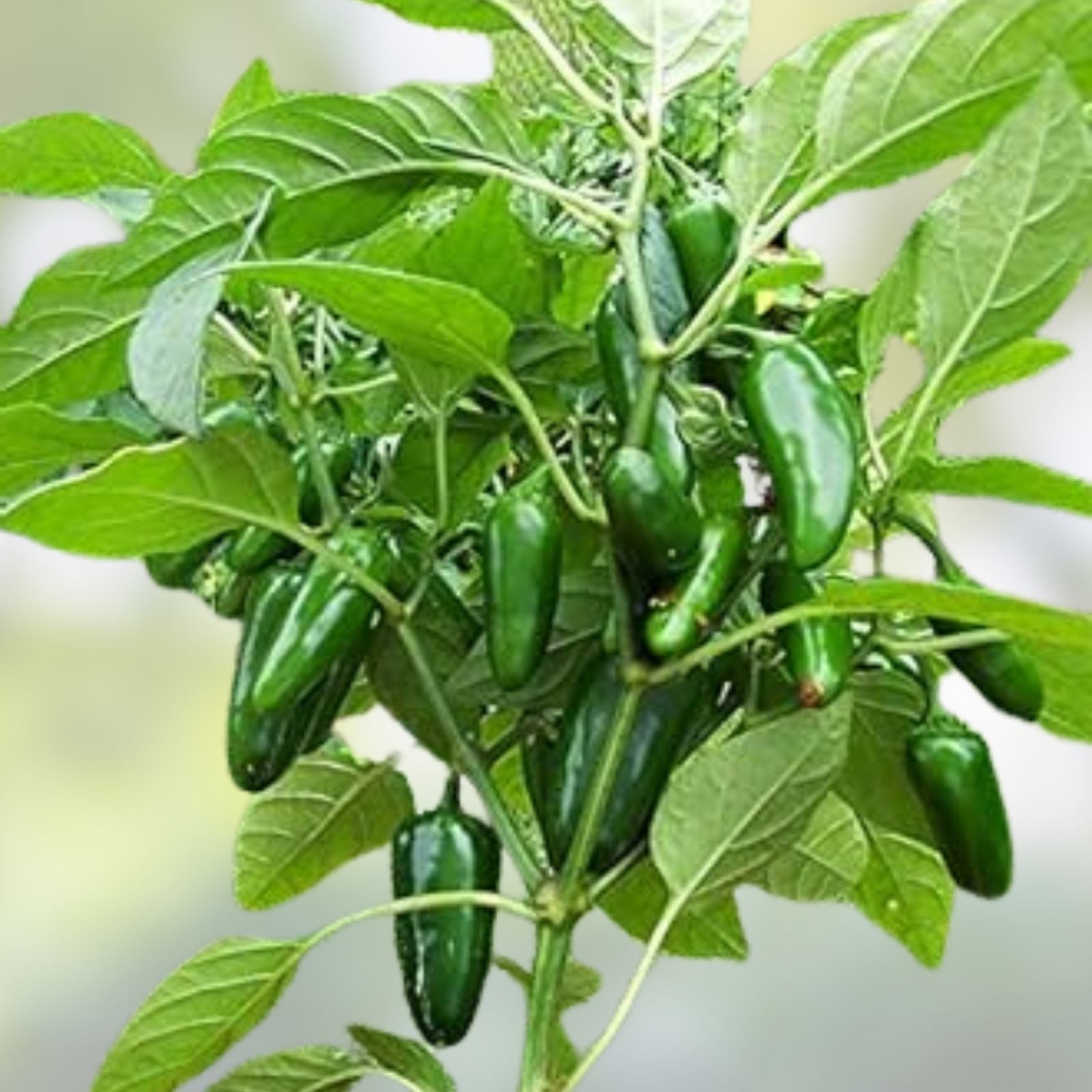 Hot Pepper Seeds Set of 100 | Early Jalapeno Variety | Capsicum annuum Non-GMO Garden Seeds for Spicy Flavor