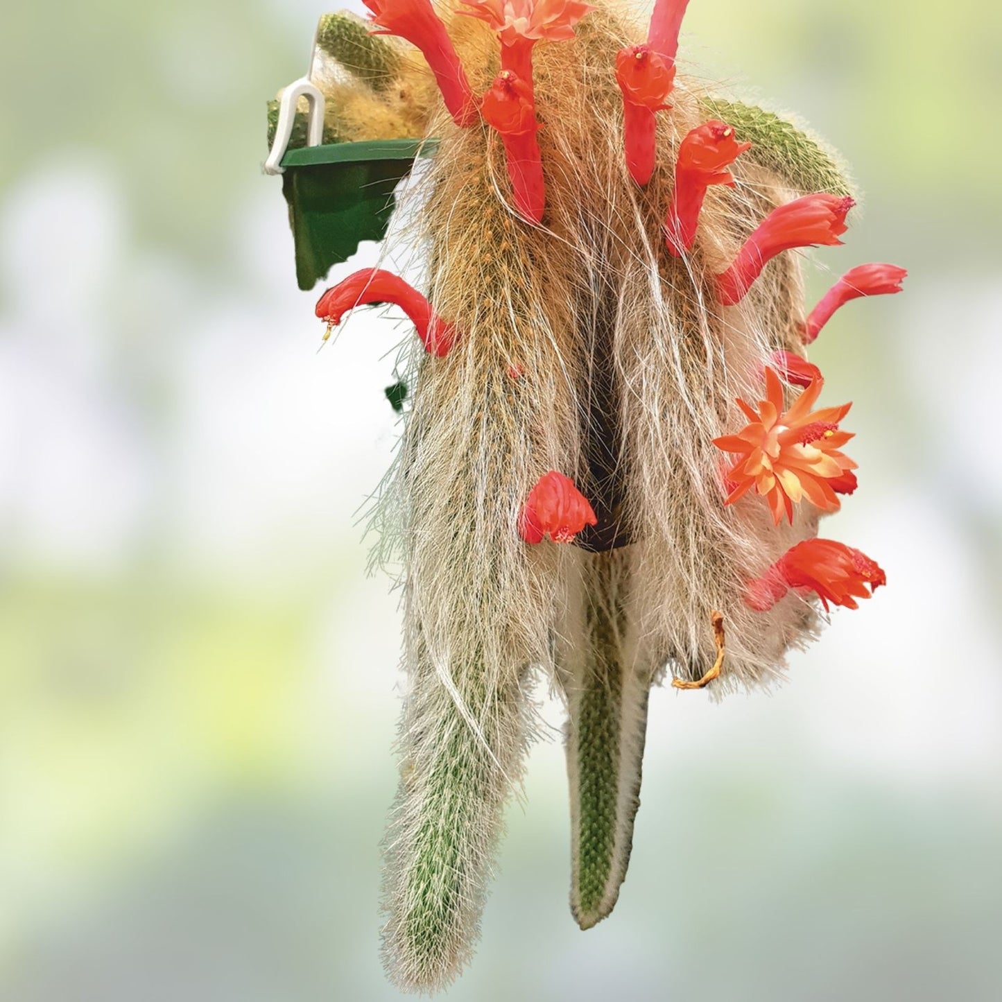 Monkey Tail Cactus Cutting 8" | Succulent Plant | Rhipsalis Baccifera | Unique End Piece