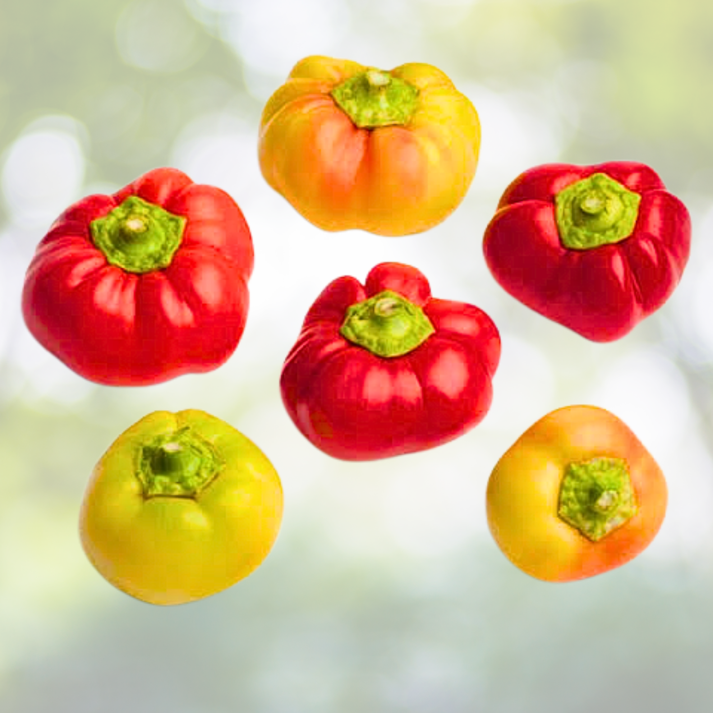Pepper Seeds - 30 Non-GMO Alma Paprika for Drying, Grinding, Seasoning - Capsicum Annuum