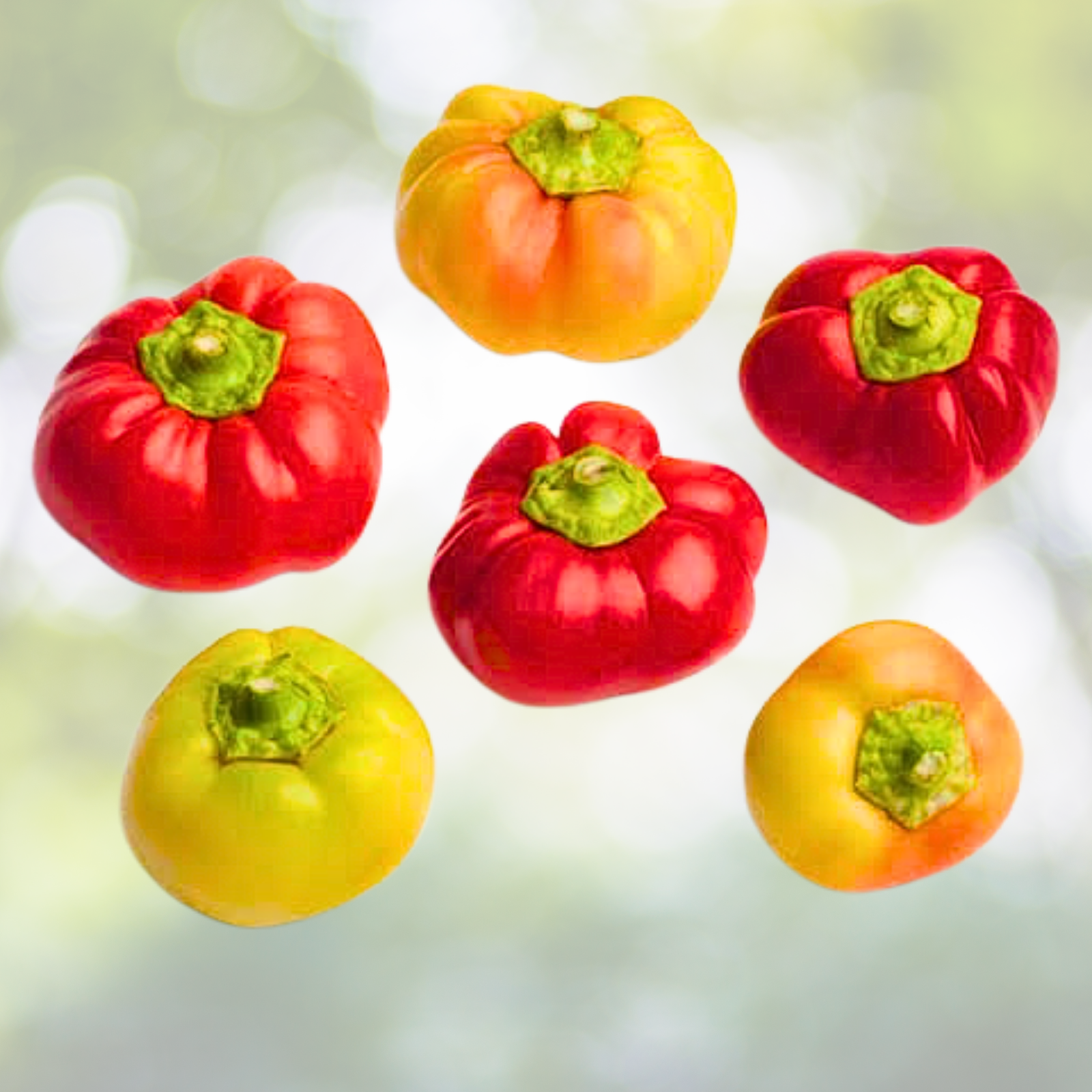 Pepper Seeds - 30 Non-GMO Alma Paprika for Drying, Grinding, Seasoning - Capsicum Annuum