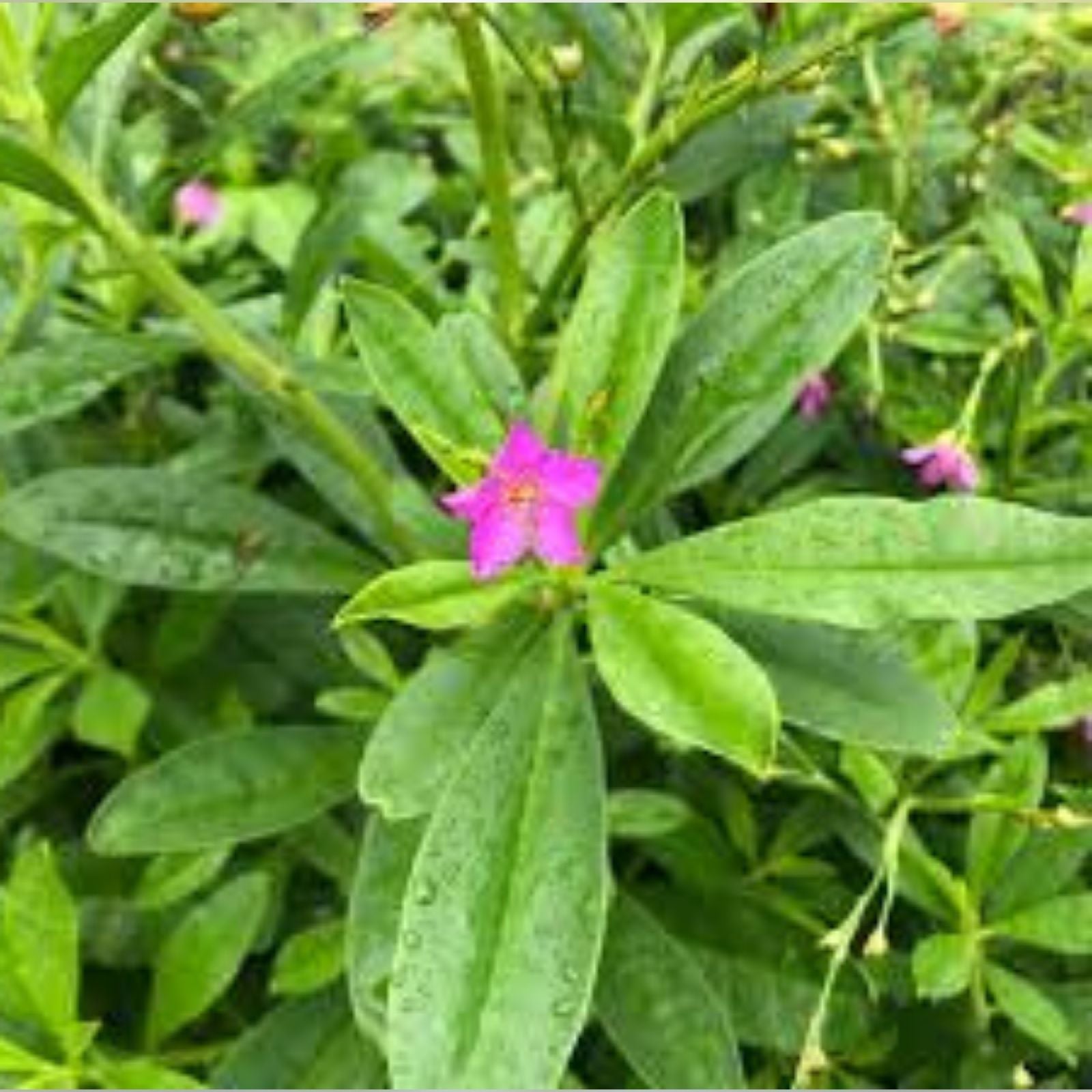 Surinam Spinach Cuttings - Unrooted Waterleaf, Ceylon, Philippine, Florida Efo Gbure - Edible Green, Basella rubra
