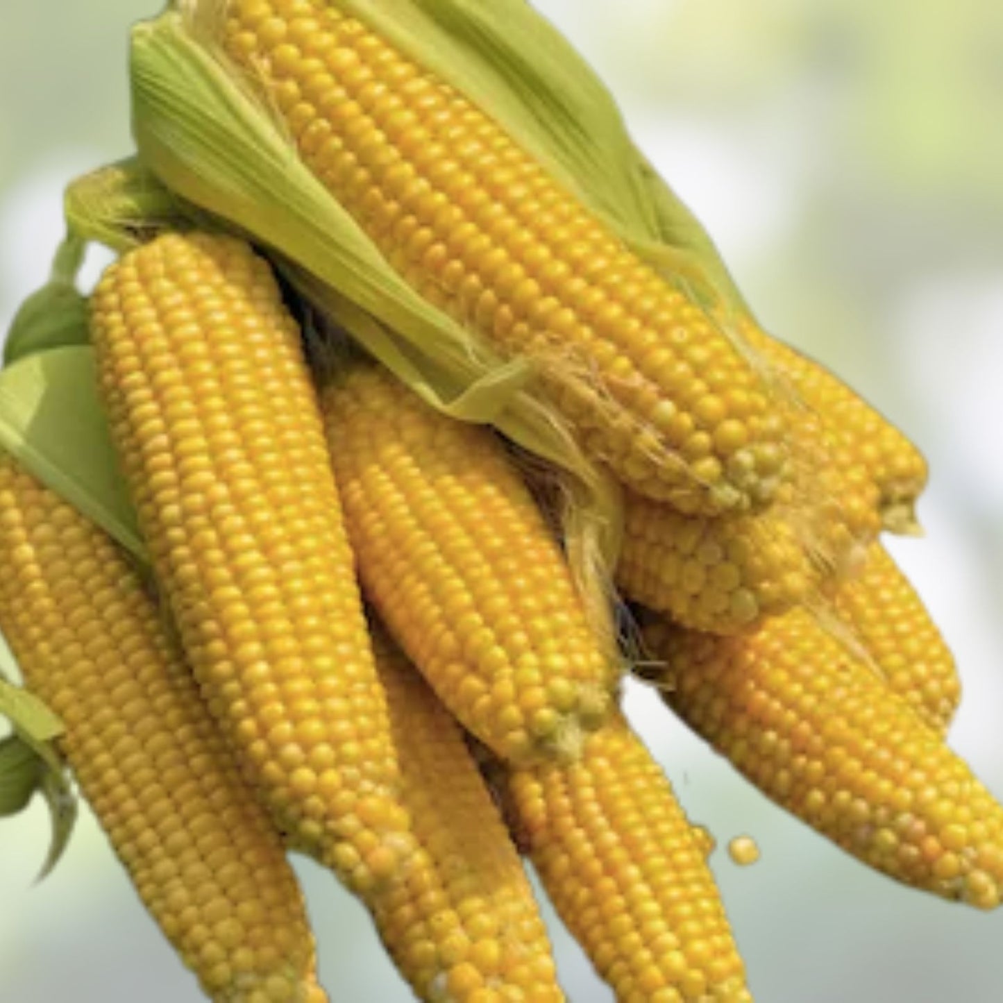 Bantam Sweet Corn Seeds Heirloom Non-GMO Organic Corn Seeds for Home Garden Planting, Zea mays, Starter Plant, Bare Root