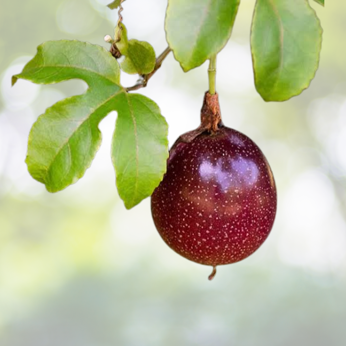 Passion Fruit Seeds - 50pcs Purple-Skinned Variety for Home Gardens, Greenhouses - Passiflora edulis