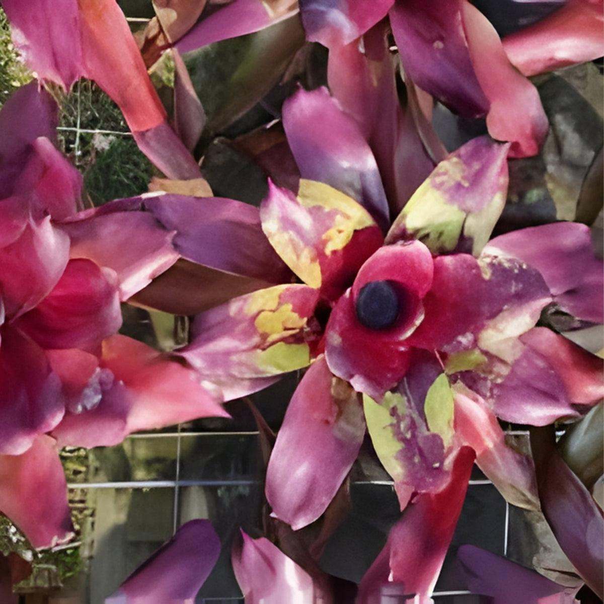 Bromeliad Plant Neoregelia Vacation - Tropical Indoor Houseplant - Vibrant Green Foliage - Neoregelia spp.