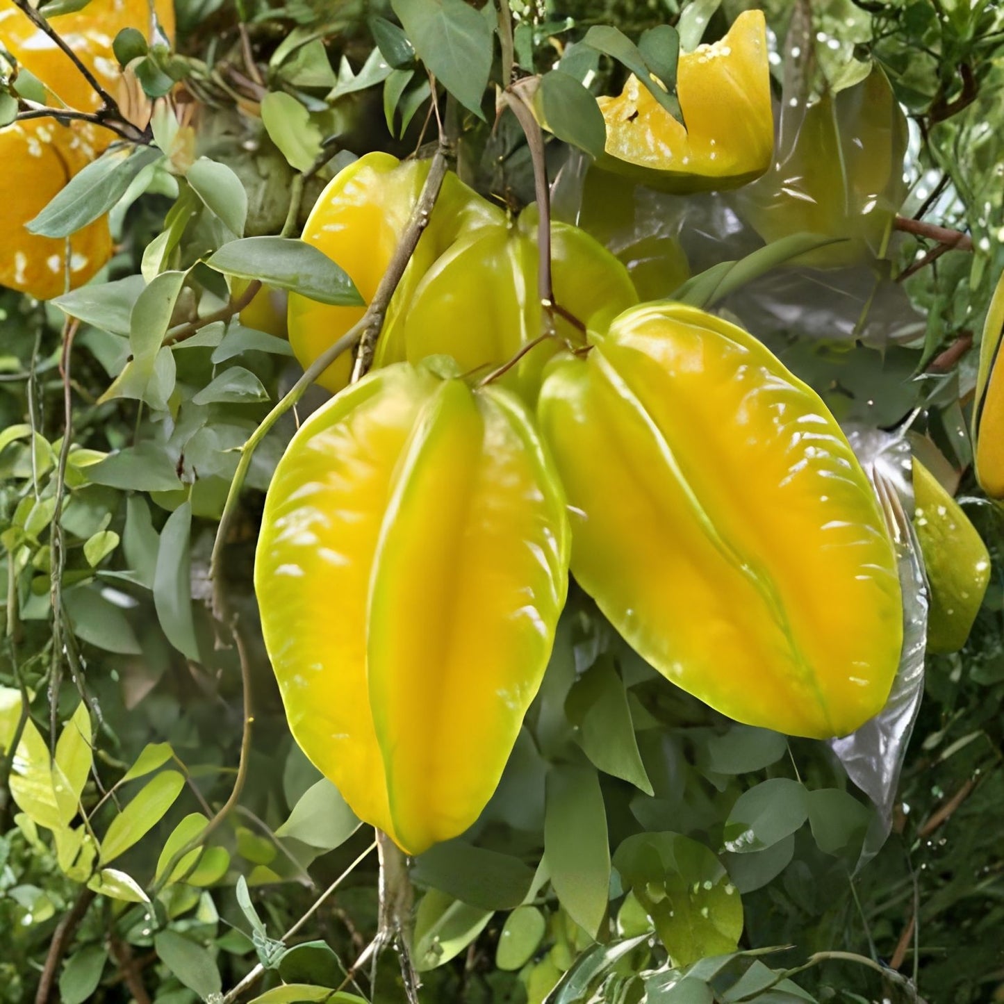 Starfruit Seeds for Planting - 2 Seeds - Wet and Ready to Plant - Averrhoa carambola - Tropical Fruit Tree Seeds