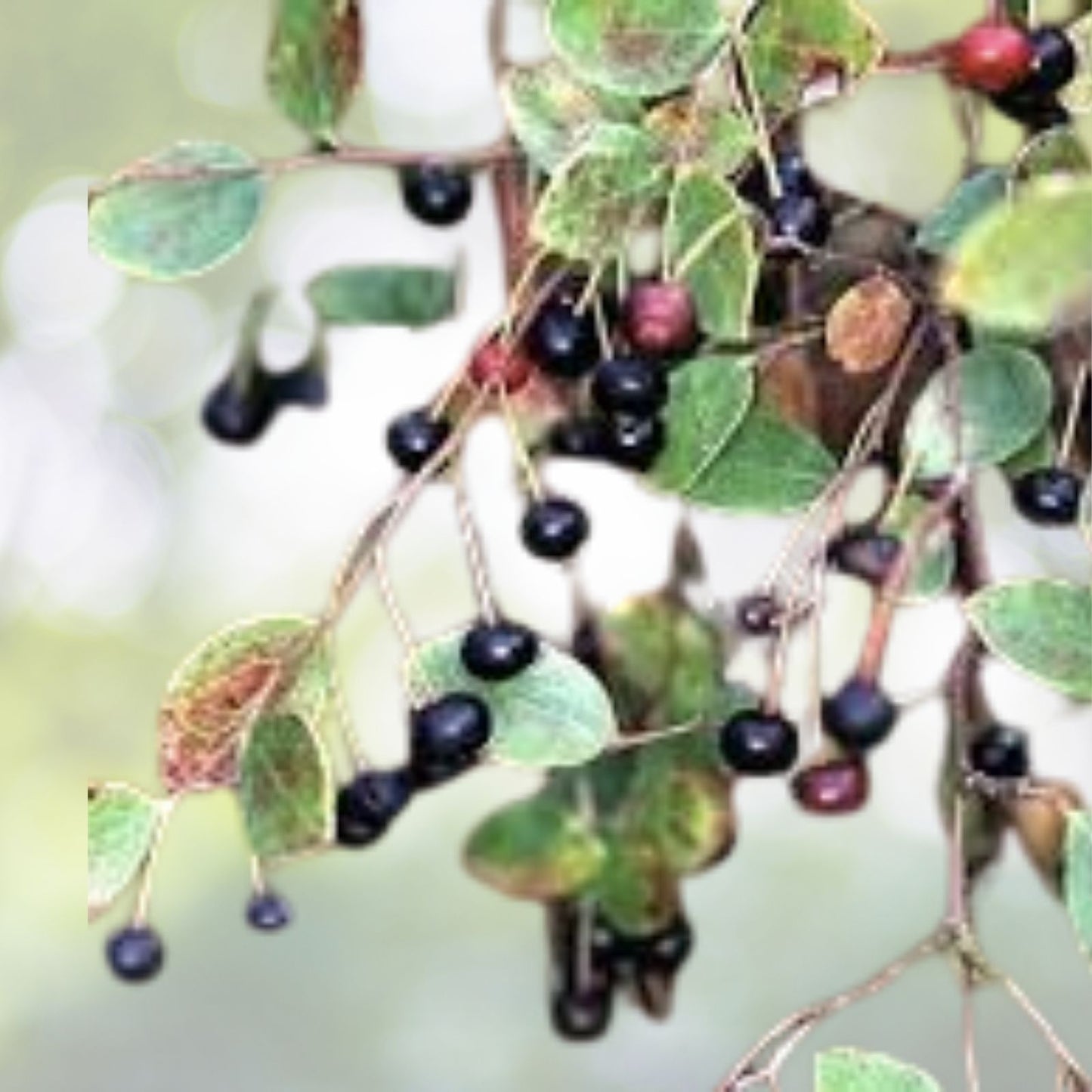 Sparkleberry Tree Seeds - 15+ Pre-Stratified Seeds for Fruiting Shrub - Vaccinium arboreum