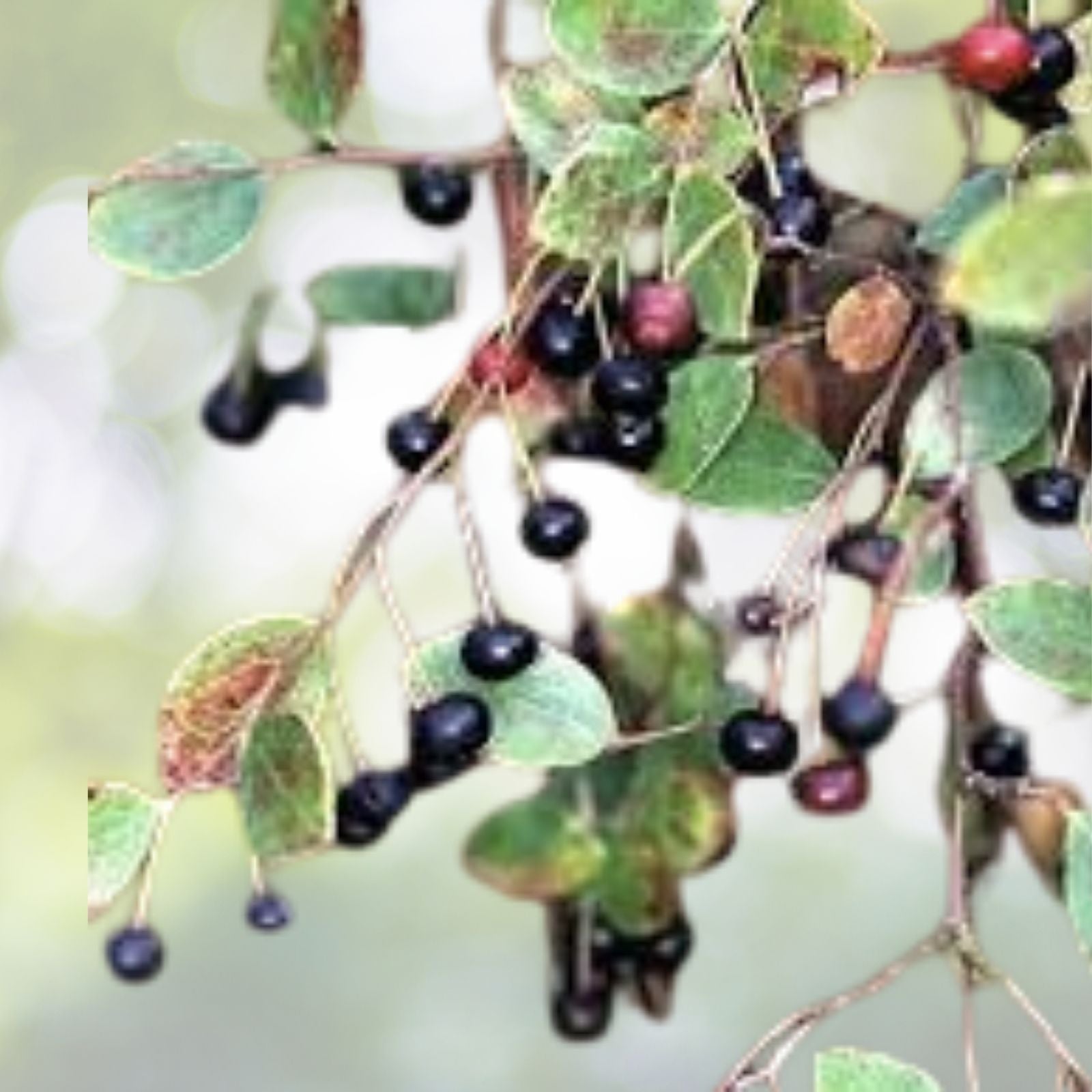 Sparkleberry Tree Seeds - 15+ Pre-Stratified Seeds for Fruiting Shrub - Vaccinium arboreum