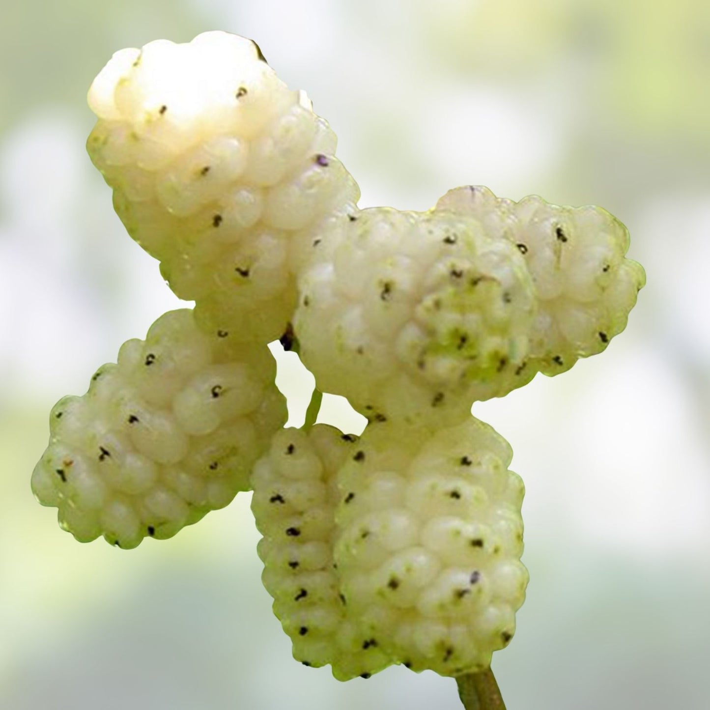 White Mulberry Cuttings 10 Pack T530A Variety for Grafting and Rooting Morus alba Sweet 29+Brix