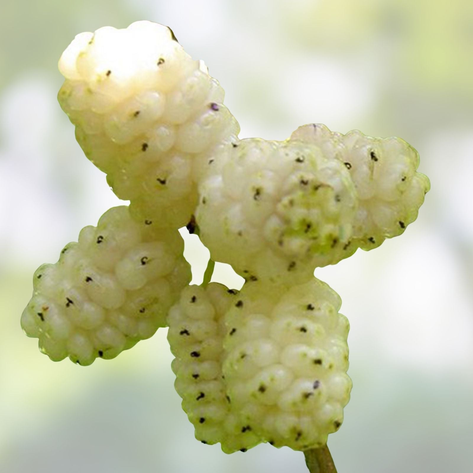 White Mulberry Cuttings 10 Pack T530A Variety for Grafting and Rooting Morus alba Sweet 29+Brix