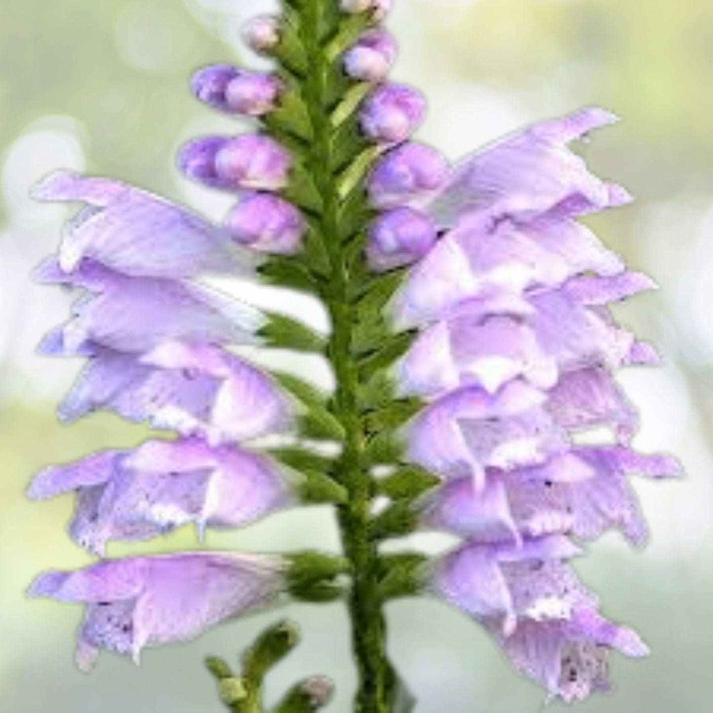 Obedient Plant Seeds - Pre-Stratified 25+ Seeds - Physostegia virginiana - Free Shipping