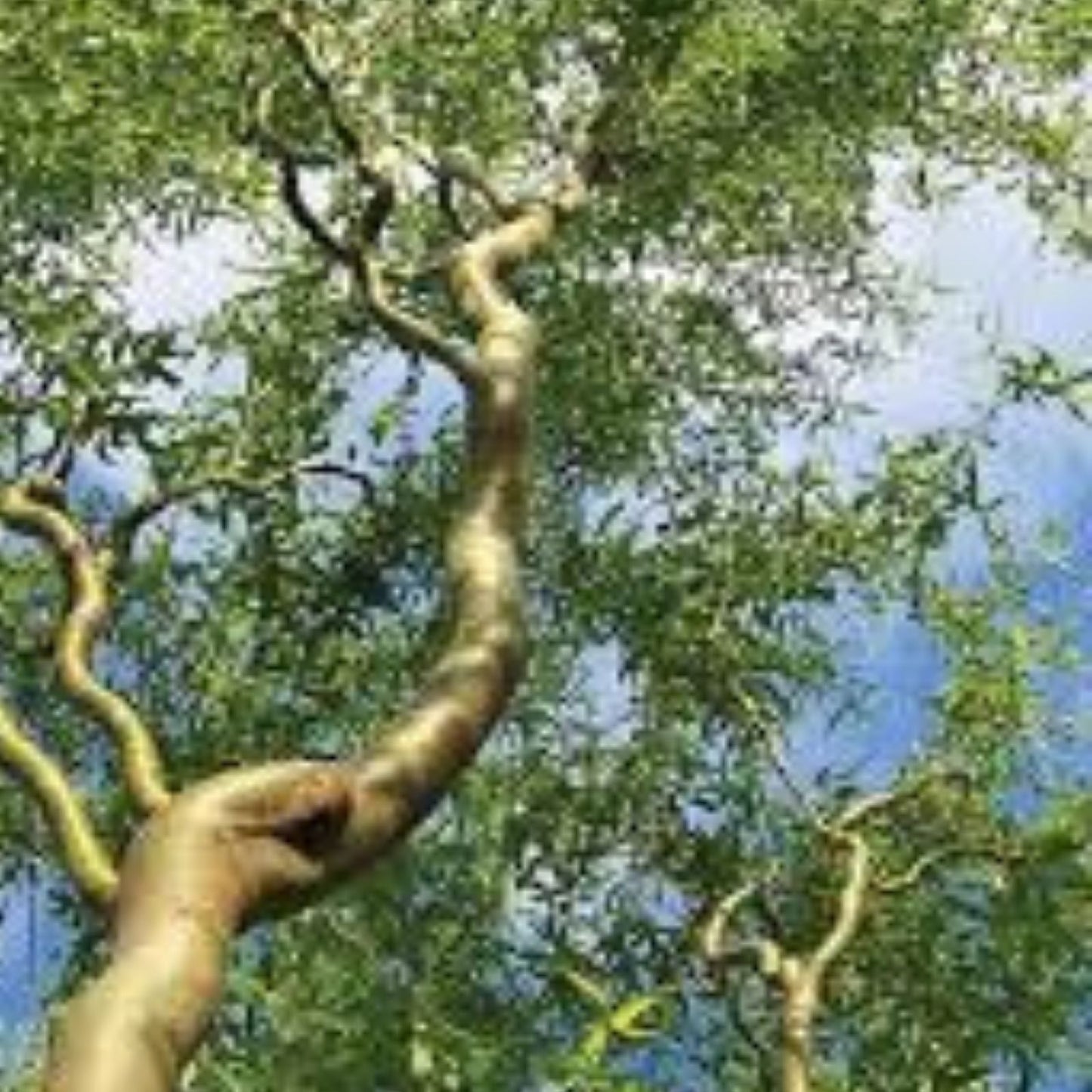 Corkscrew Willow Tree Bare Root 2-3 ft Salix matsudana 'Tortuosa' Twisted Branches for Landscaping