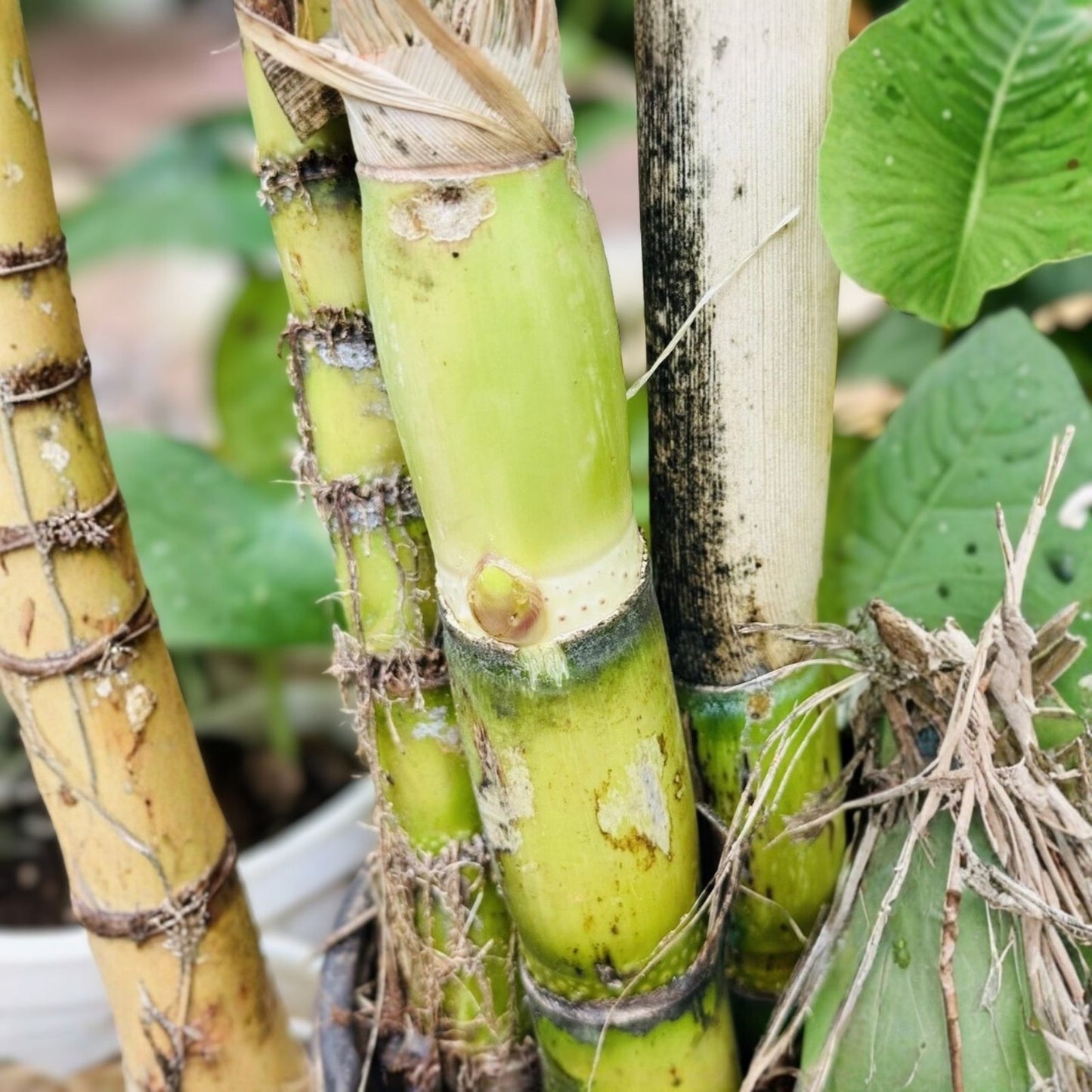 Green Sugarcane Cuttings 1+1 PCS Fresh Live Plant Sweet Juicy Variety Ready to Plant