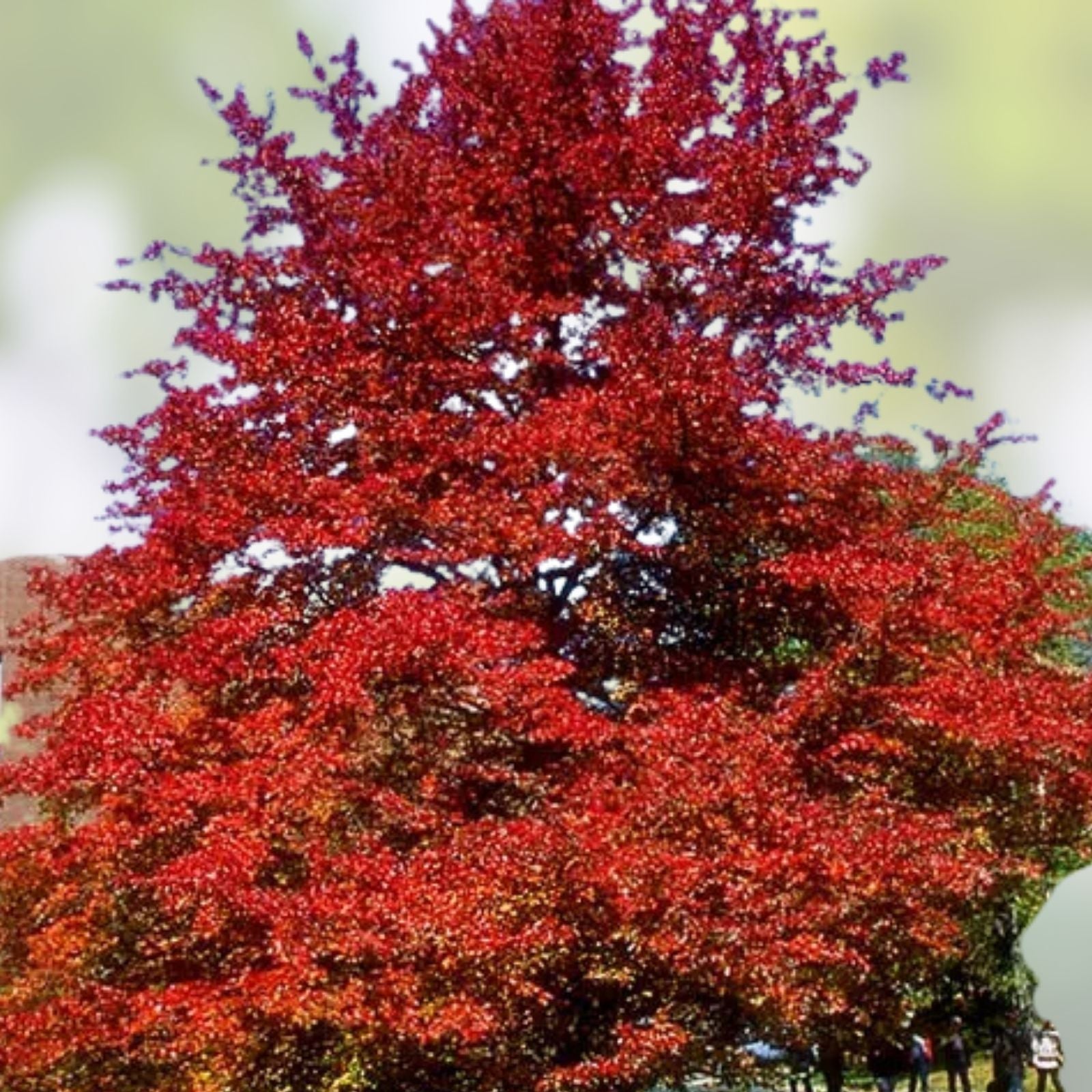 Blackgum Tree Live Plants Set of 2, Bare Root, Nyssa sylvatica, Deciduous Hardwood Trees, 16-24 Inches