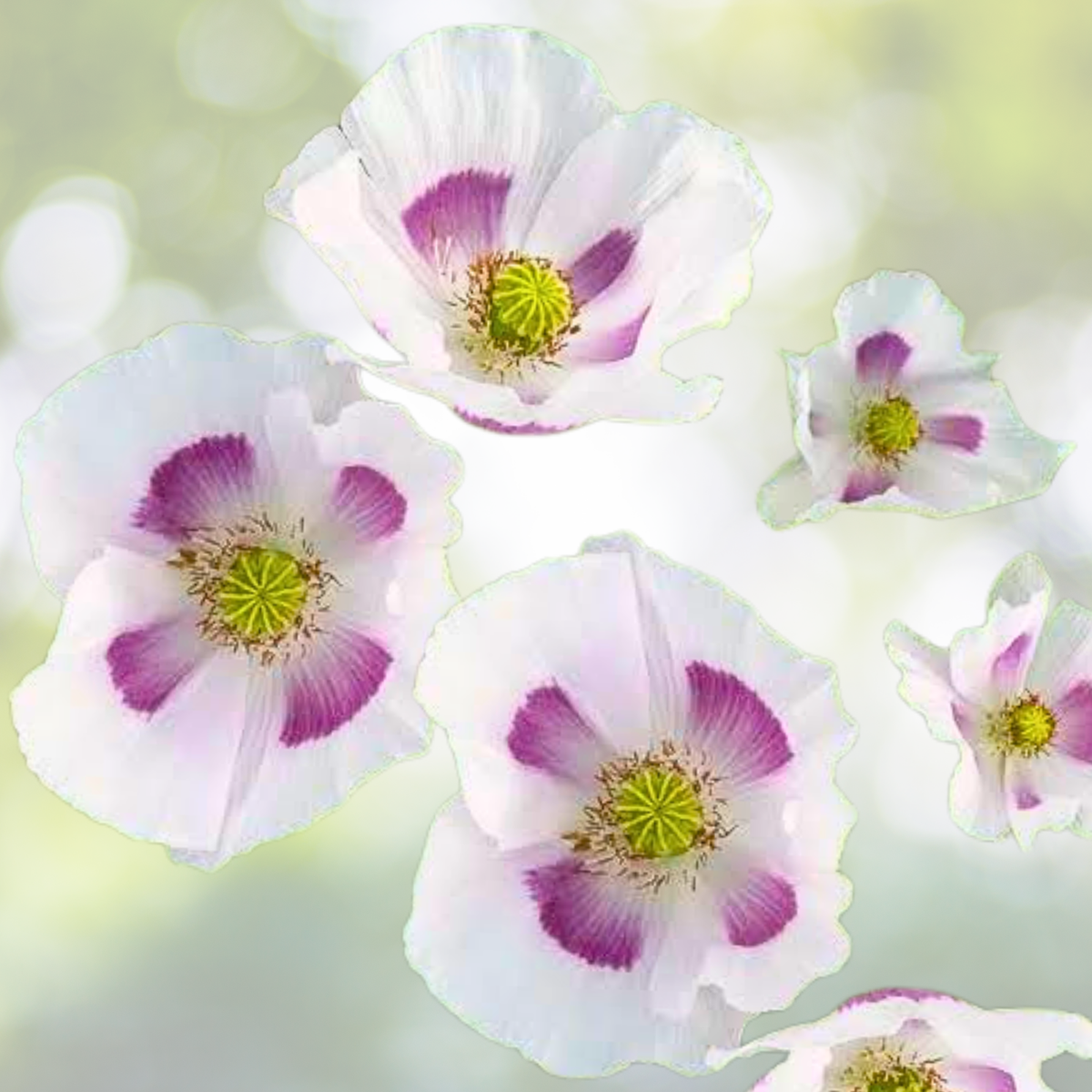 Organic Poppy Seeds - ELKA WHITE Breadseed Giant Closed Pods - 500 Edible Seeds - Papaver somniferum