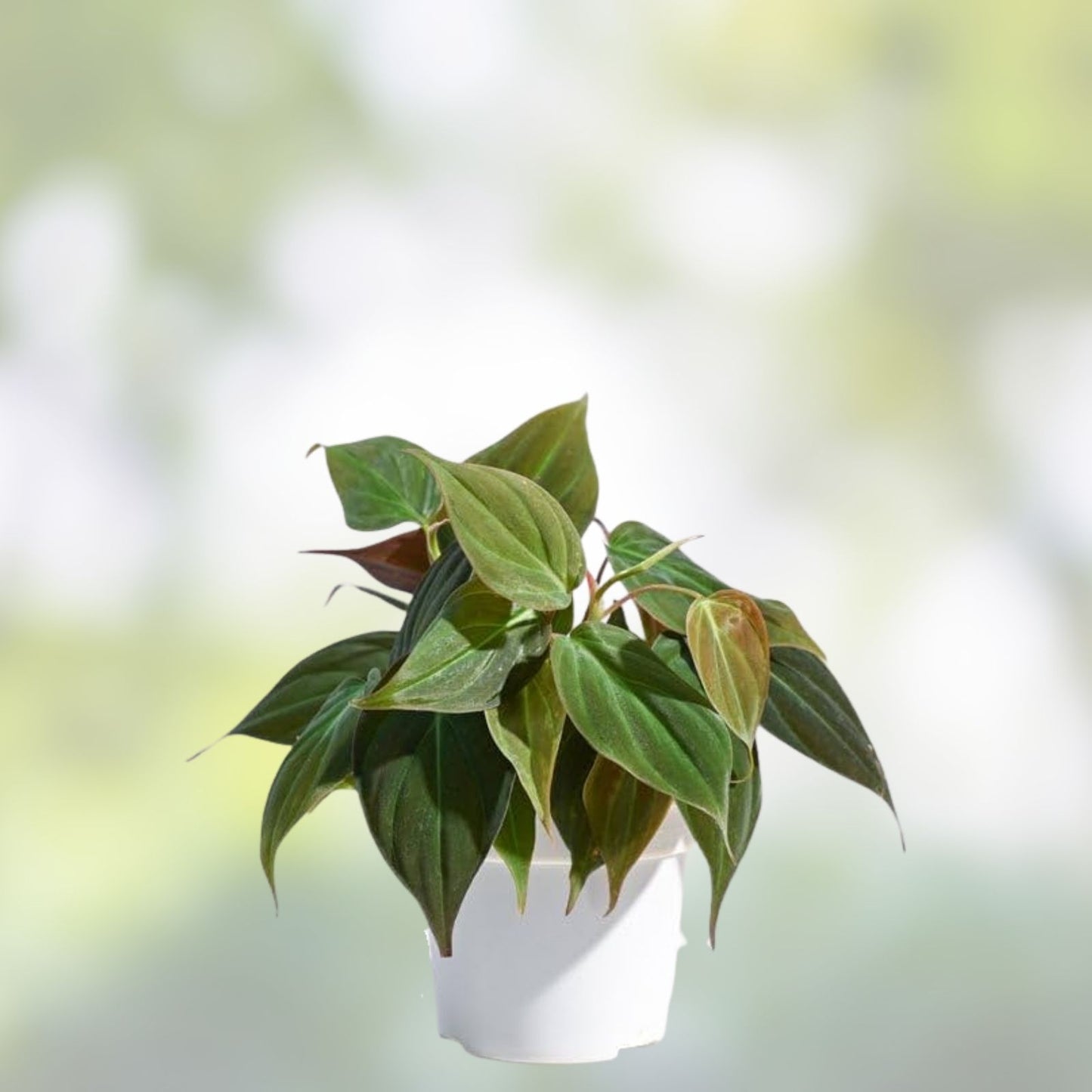 Philodendron Micans 4" Potted Plant - Velvet Green Heart-Shaped Leaves, Indoor Houseplant, Philodendron spp,