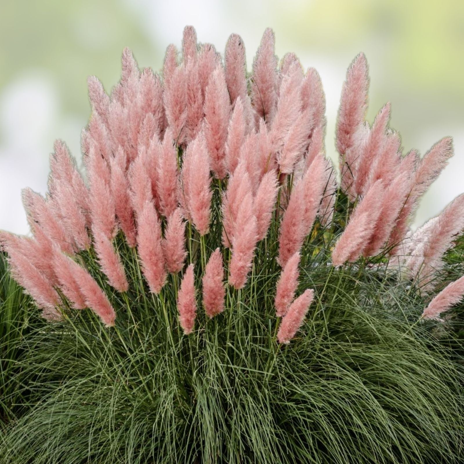 Pink Pampas Grass Seeds 30 Organic Perennial Seeds Cortaderia selloana USA Grown Free Shipping