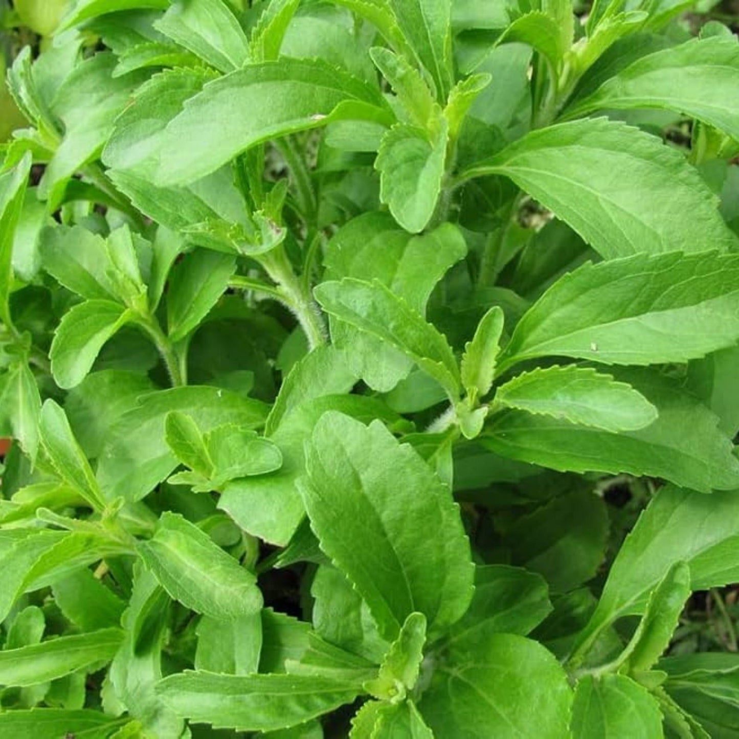 Stevia Seeds 250 Pack | Sweetleaf Herb Plant | Natural Stevia Plant Seeds for Gardening | Stevia Rebaudiana