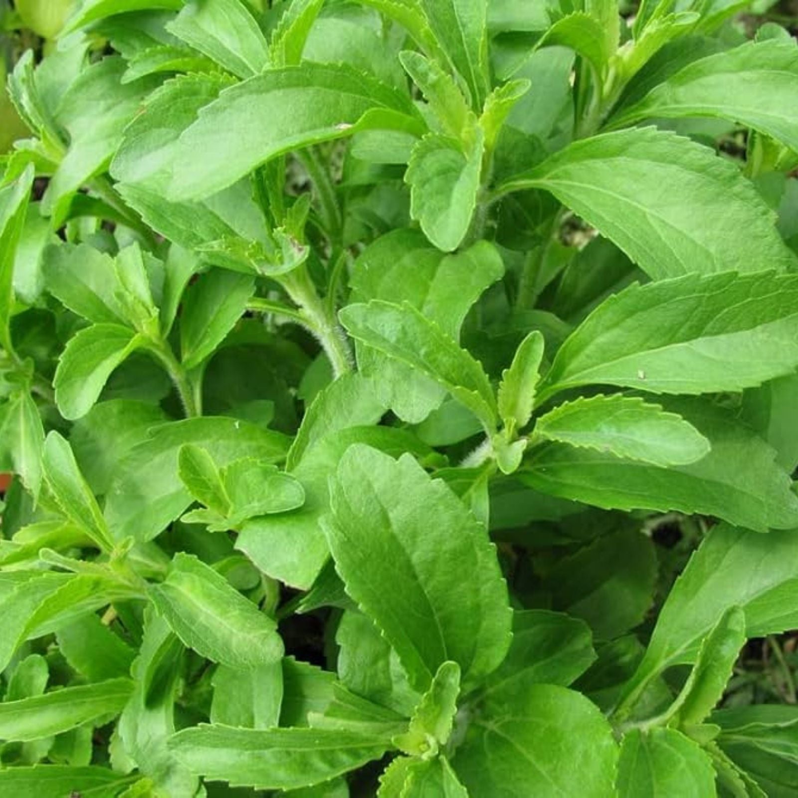 Stevia Seeds 250 Pack | Sweetleaf Herb Plant | Natural Stevia Plant Seeds for Gardening | Stevia Rebaudiana